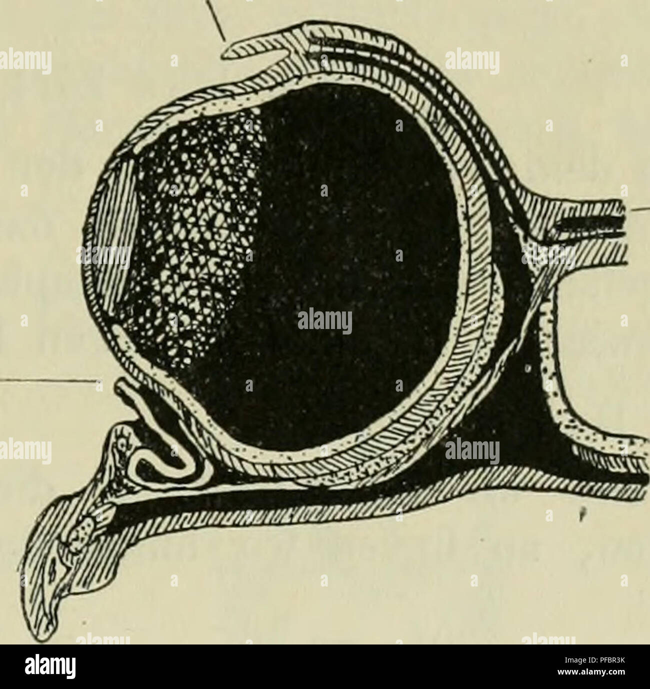 . Der Frosch; zugleich eine Einf in das praktische Studium des Wirbeltier-Krs. Frösche. - 51 Nickhaut.  N. opticus Schichten der Netzhaut durchdringen müssen, ehe sie ein dieselben gelangen (invertierter Augentypus). Sie sind Fortsätze von Zellen sterben, sterben etwas tiefer liegen und bis zur äußeren retikulären Schicht reichen können. Nach der Farbe der frischen Stäbchen unterscheidet man rote und grüne. Sie ragen bis in das Pigmentblatt der Retina hinein. Etwas kürzer als die Stäbchen sind Sterben Zapfen. Eine sehr ausführliche Darstellung der Einzelheiten in der Anordnung und dem Bau der Netzhaut is also Gau Stockfoto