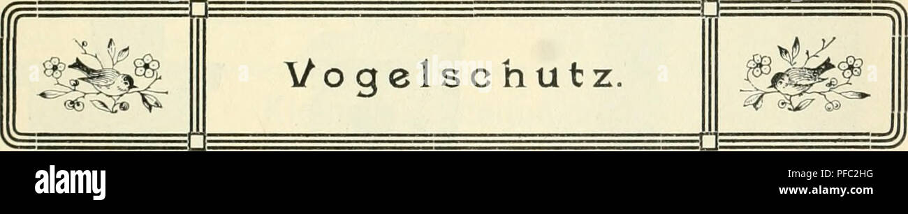 . Der ornithologische Beobachter. Vögel, Vögel. 109 - Voyez et admirez Le Joli doinaine [) uui 'la^ lient ailee! C'est ici que par les Beaux soii cFete iious sommes venus ecoLiter le Chant si Cui 'ieux de la i-ousserolle turdoide (Acro - cephalus turdoides). Le 23 iiiai je Le noiai pour la Premiere fois. Le 31 iiiai iious longeämes le Hout du Lac (JLiS [Lfä La Sauge et le Long du Nivernais tout, de plusieurs | Points) de la Foret de ro-seaux decrite plus Haut nous Pai 'Vini' ent les Strophen carac-teristiques de ce Chant eclatant. Le 9 juiii je Tentendis encore ä La Tene. Je ne Puis Ti'ouve plus de nicht Stockfoto