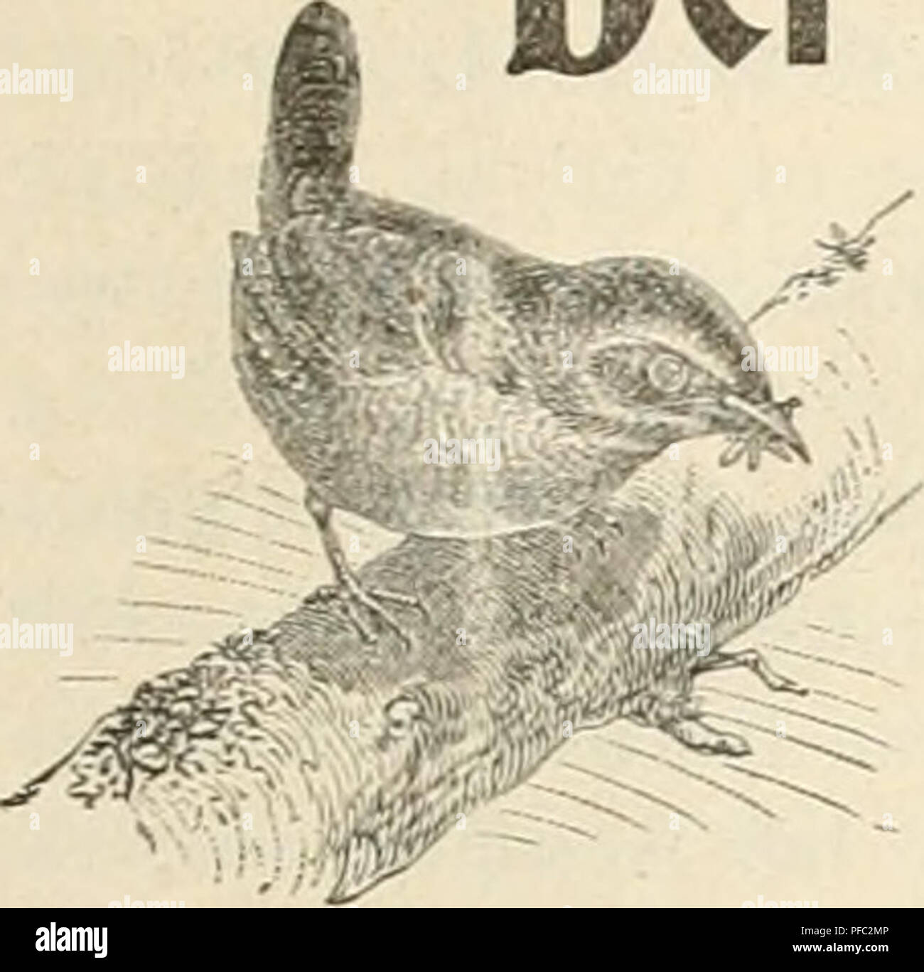 . Der ornithologische Beobachter. Vögel, Vögel. Heft 45. 5. November 190". J'ahrgfang II. Der Ornitbologiscbe Beobachter. Wochenschrift für Vogelliebhaber und Vogelschutz. Redaktion garl Mm, Berti un 1 Gustav von Burg, Ölten. Erseheint jeden Donnerstag. Herausgegeben von Carl Daut in Bern (Schweiz). Inhalt: Bericht über das Ergebnis eines zu Forschungszwecken unternommenen Aufenthaltes im Solo - thurner Jura, vom 27. Juli bis 7. September 1903, von G-. von Burg, Ölten (FORTS.). - Etwas über sterben Blau-racke in der Umgebung von Liboch (Böhmen), von Curt Loos. - Herbstzug der Vögel bei Herzogenbu Stockfoto