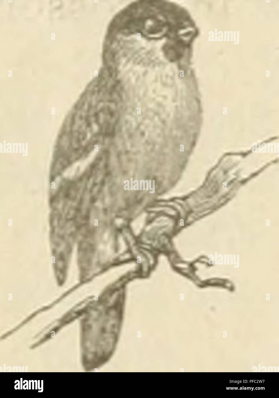 Der Ornithologische Beobachter diskutiert das Verhalten von Wildtauben in Deutschland, darunter Arten wie Holztaube, Hohltaube und Turteltaube. Stockfoto