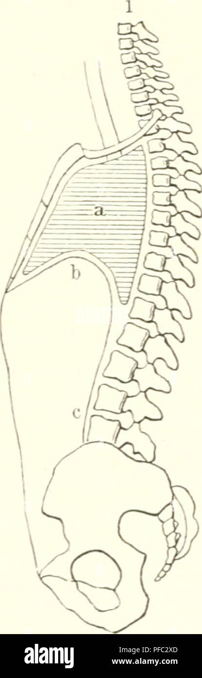 . Der Mensch. Anthropologie; die menschliche Anatomie, Physiologie. S) ie SItcmieroegungen. Sefcftigung ber Sungen im Sruftraumc. 241^ie Stippen liefen um Ben 33 niftraum Nid ^ t a [§ ftarre, iinkraeglid^e^Nein ($ enringe. 3^^ re © elenfe, mit beueti fie eine hzn SSirbelförpern, unb bie e (aftif (f) e'S iecjfamfeit iljrer Knorpel, mit benen fie iiä) ein ha § Sruftbein anfe | de, geftatten iijnen eine boppelte Se^ rcegungsioeife. Ginerfeitä fönnen fie mitfamt bem 23. ruftt) eine hnxä) bie SBirfung ber S3 fulatur etroa ruftmuc^^ in bie gebref) t. ^^ Feuer fonüe-e5 lrümmung ift in ber 9 tnfje (Alter nad) abwärts; geroenbet Burd; bie 3: ^^"ät Stockfoto