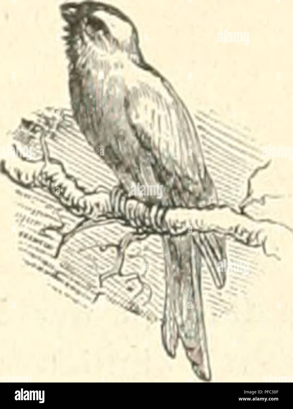 . Der ornithologische Beobachter. Vögel, Vögel. Kanarienvogelzucht. - F =?-. Dio Mauser. Von E. Falss, Chur. Der Kanarienvogel erfreut uns das ganze Jahr hindurch, Sommer und Winter, niederländisch-Gesang; nur zur Zeit der Mauser derselbe verstummt. Die Mauser tritt gewöhnlich in den wärmsten Monaten, Juli und August, ein; zahlr Vögel mausern etwas als, doch ist es für den Esser Absclüuss der Mauser bosser, this in der warmen Jahreszeit fällt. Gleich-gültige Vogelwirte kümmern sich nicht viel darum und werden nur durch das Vorhandensein vieler Federn am Käfigboden darauf aufmerksam. B Stockfoto