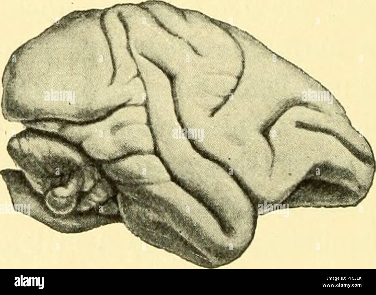 . Der Mensch, Sein Ursprung und seine Entwicklung, in gemeinverständlicher Darstellung. Menschen; Evolution. Abb. 271. Gelürn des Makaken (Macacus cynomolgus), von oben und von der Seite gesehen. Can. Bei den übrigen Säugetieren werden alle möglichen Übergangs-Stadien angetroffen. In rein materieller, auch in anatomischer Hinsicht offenbart sich this Verschiedenheit durch verschiedene Entwicklung der einzelnen Teile der Hirnrinde. Noch kennen wir freilich nicht hinreichend die funktionelle Bedeutung aller einzelnen Teile, um sie bei verschiedenen Arten ver- gleichen zu können. Aber wir Stockfoto