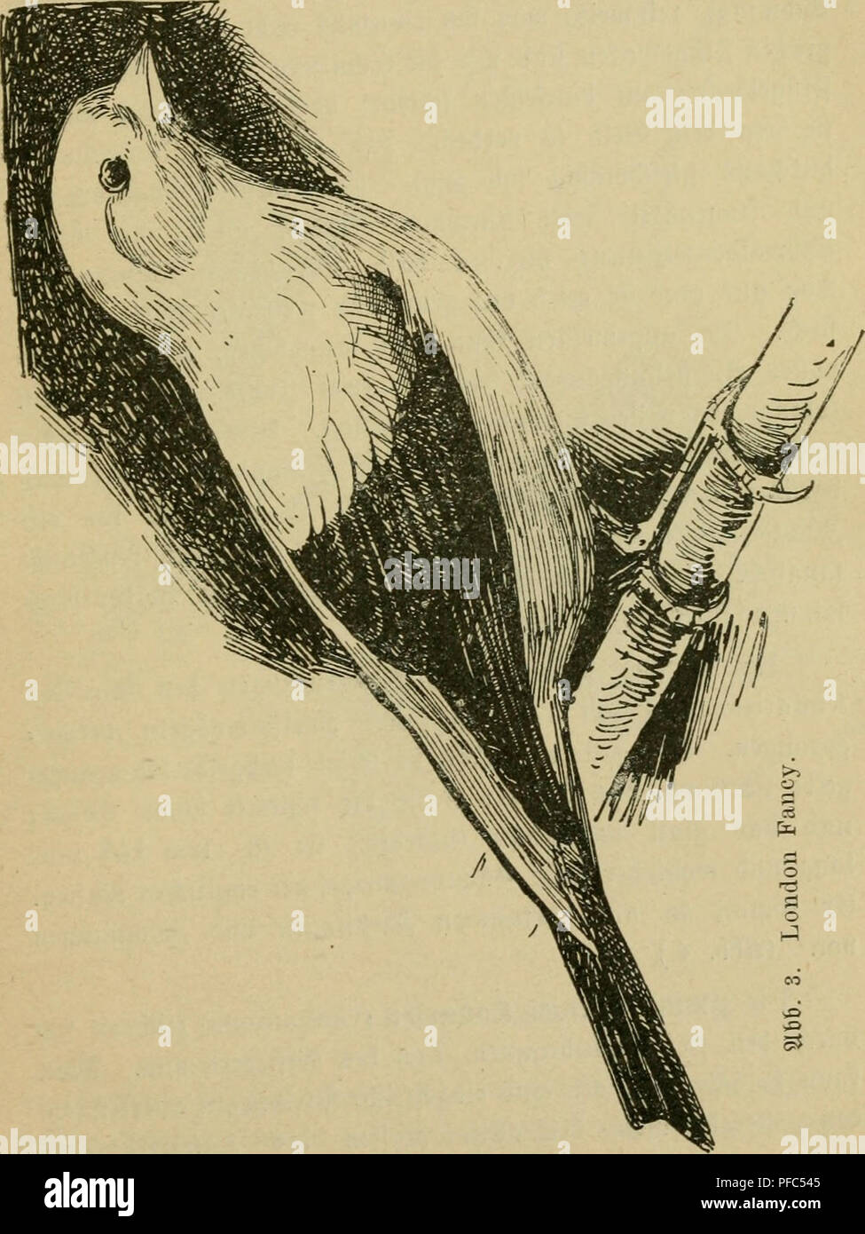 . Der Kanarienvogel; seine Naturgeschichte, Pflege und Zucht. Kanaren. 61 (Srunbtou im © efieber. I^ie^^ teife [te () en in 30^ar! Für ben Äopf unb 50 53 tavf für Ba §^ Aax. 9 SOUDOUCV Ulj | C (London Fancy) (^b Sterben. 3) erjd) eiut jebr Flein unb jart, beträd) tUd) unter Ber © Rö^e § J^ rjer werden. Bitte beachten Sie, dass diese Bilder sind von der gescannten Seite Bilder, die digital für die Lesbarkeit verbessert haben mögen - Färbung und Aussehen dieser Abbildungen können nicht perfekt dem Original ähneln. extrahiert. Russ, Karl, 1833-1899; Hoffschildt, R., Magdeburg Creutz'sche Verlagsbuchhandlung Stockfoto