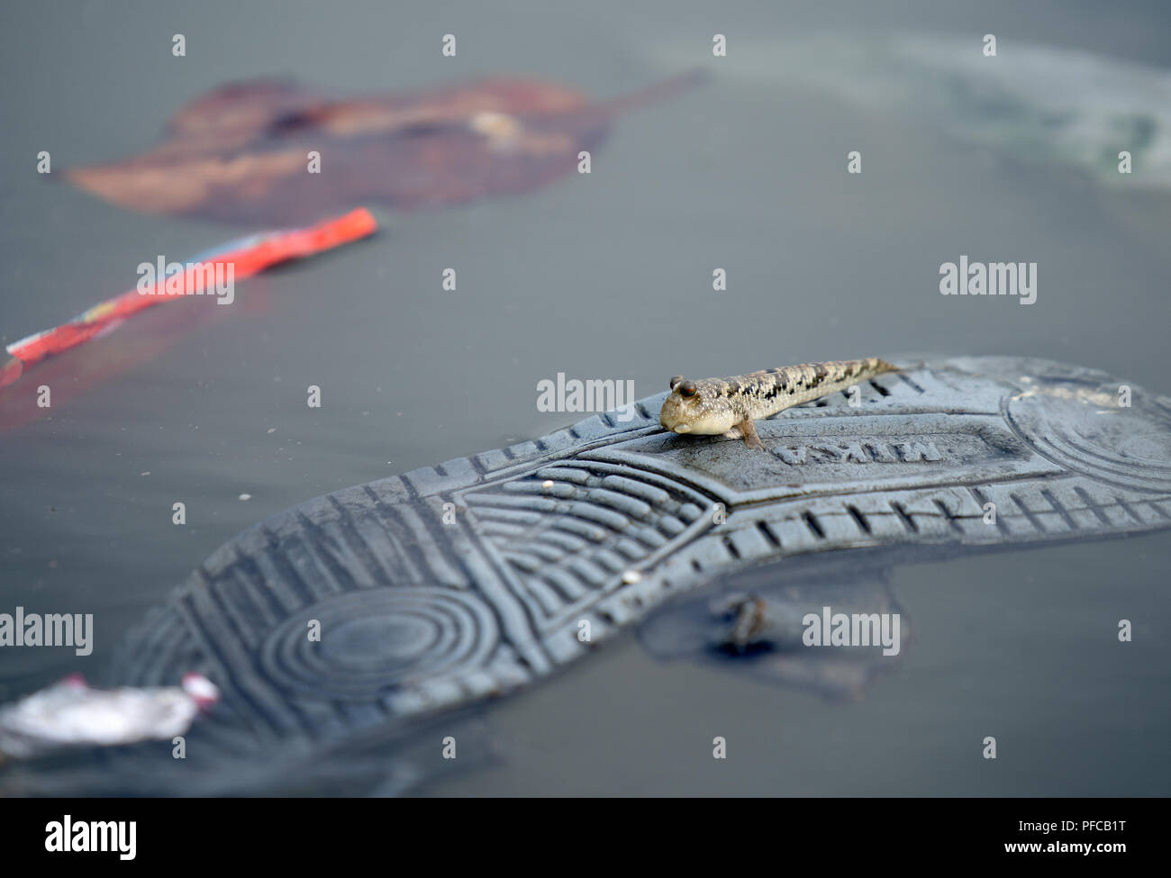 Ein Schlammfänger ruht auf einem umgedrehten Gummischuh, der teilweise in flaches Wasser getaucht ist, und hebt die Meereslebewesen hervor, die sich an verschmutzte Küstenumgebungen und menschliche Trümmer anpassen. Stockfoto