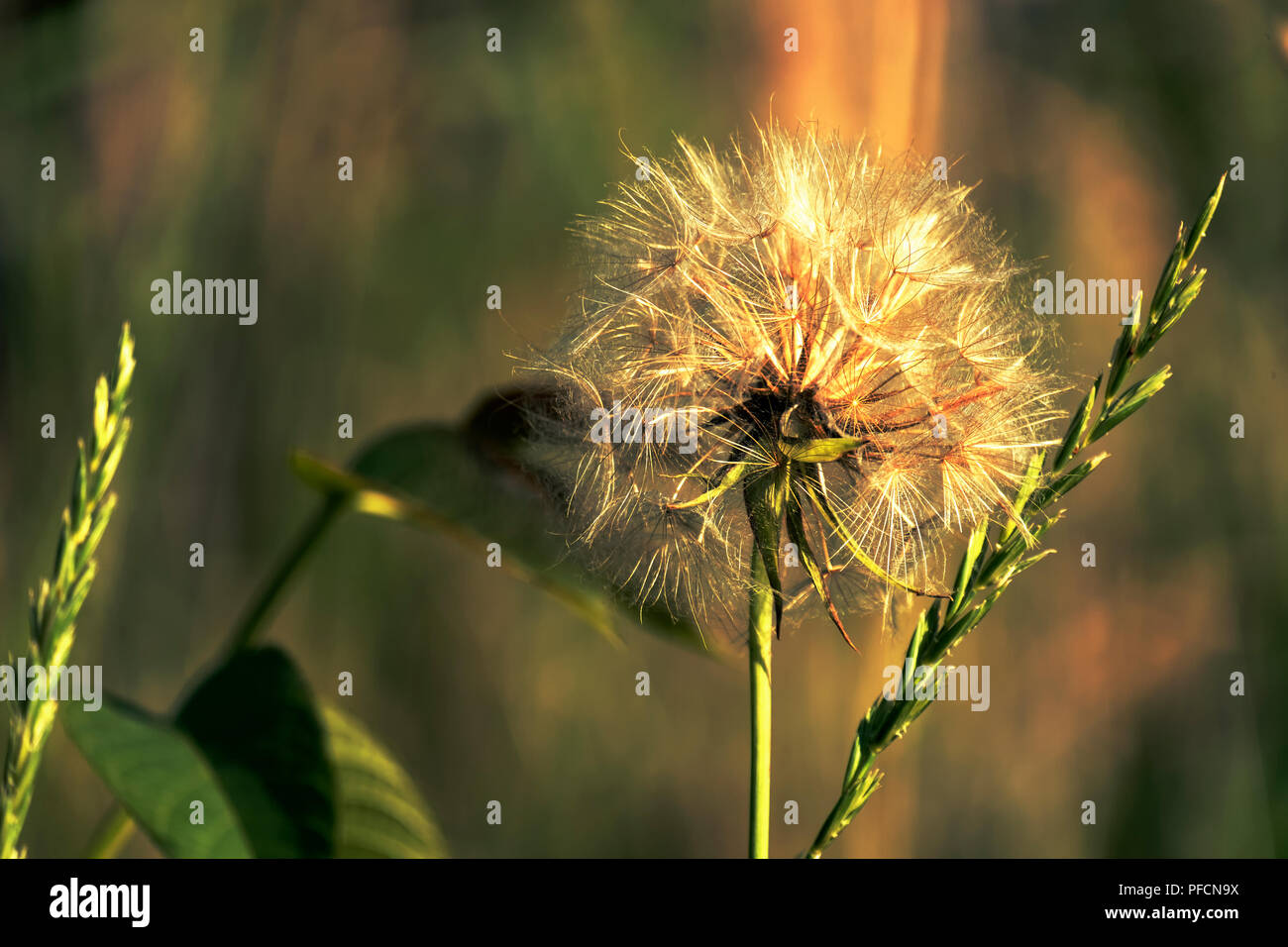 Blasse Blume des auffälligen Ziegen - tragen. Große, flauschige vintage Löwenzahn Fallschirm (Tragopogon pratensis) Stockfoto