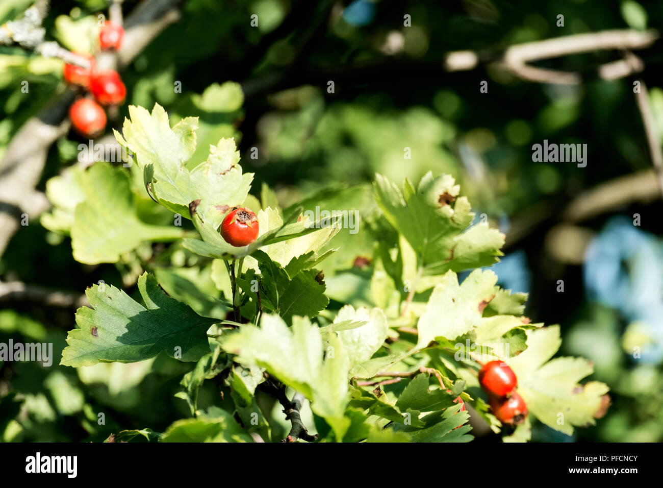 Rote Beeren in grünem Laub Weißdorn (Crataegus) Stockfoto