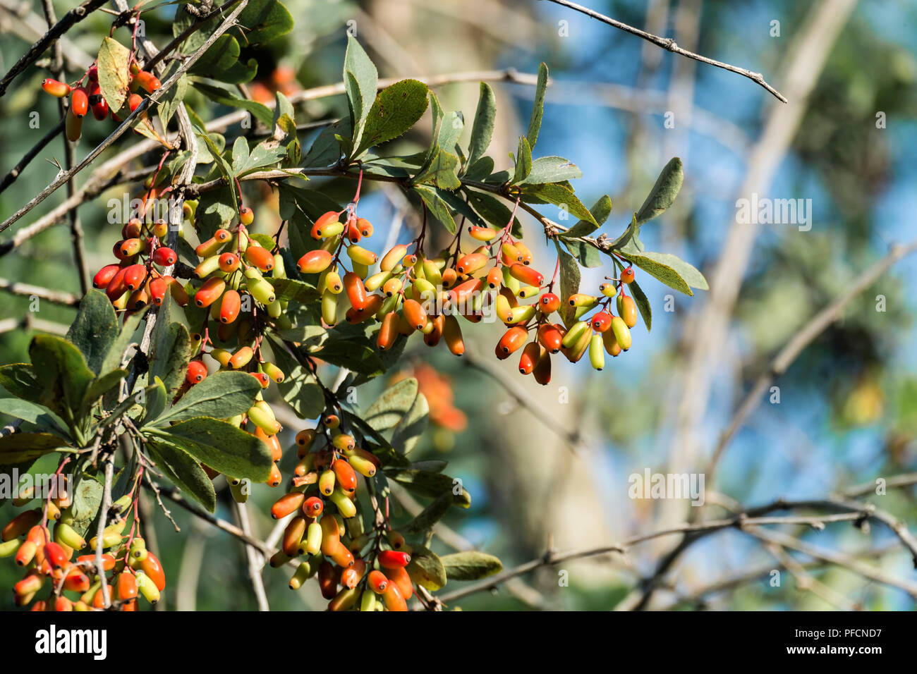 Reife Beeren die Berberitze (Berberis vulgaris) Stockfoto