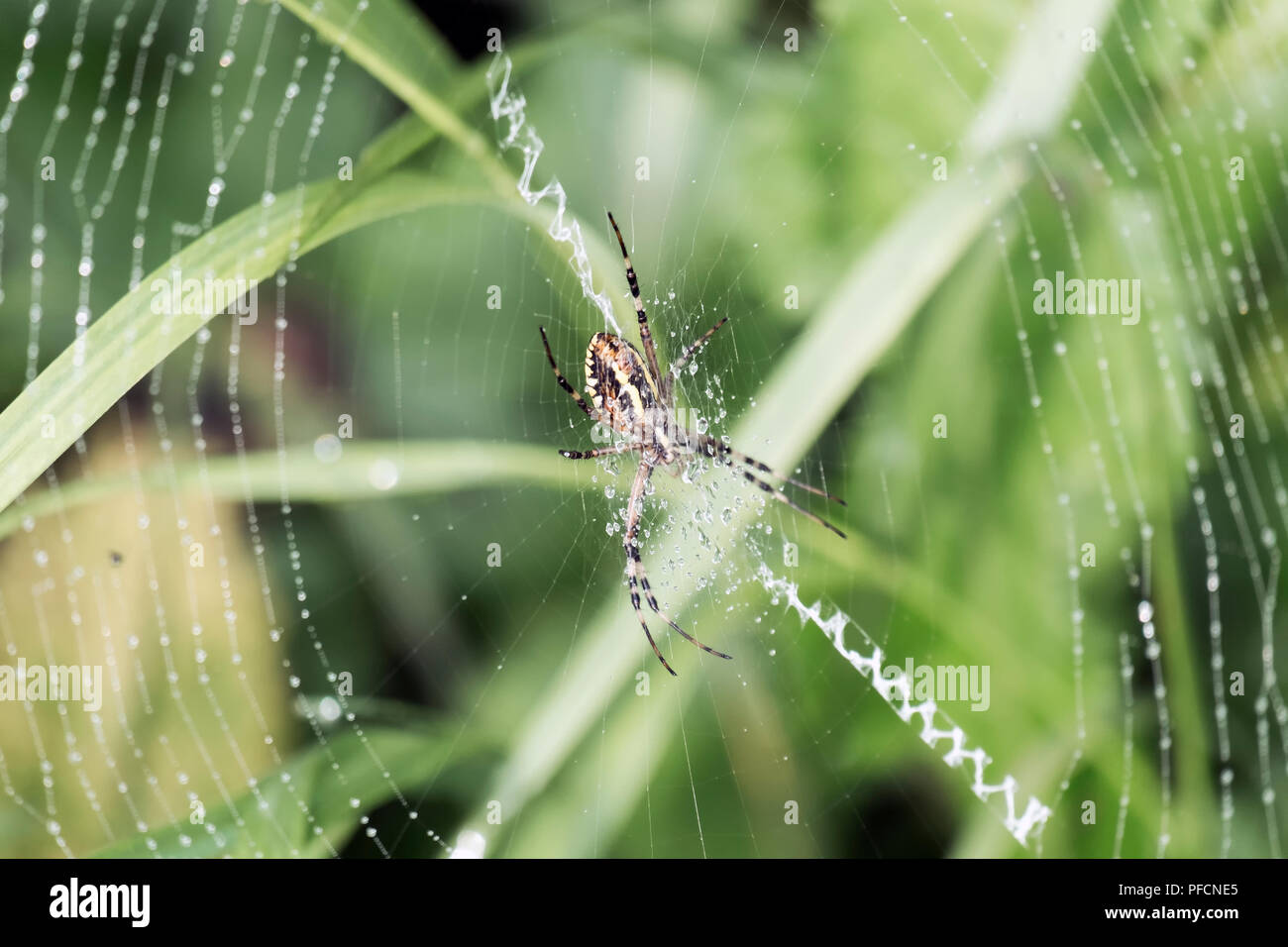 Wasp spider sitzt in einem kreisförmigen Web und Tautropfen auf Filamente (Argiope Bruennichi) Stockfoto