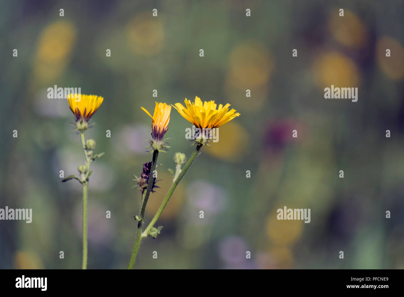Gelbe Flamme - wie Blumen von glatten hawksbeard (Crepis capillaris) Stockfoto