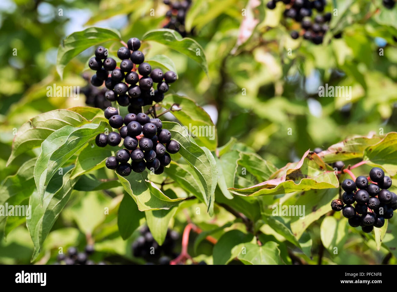 Schwarze Beeren der gemeinsamen Hartriegel (Cornus Sanguinea) Stockfoto