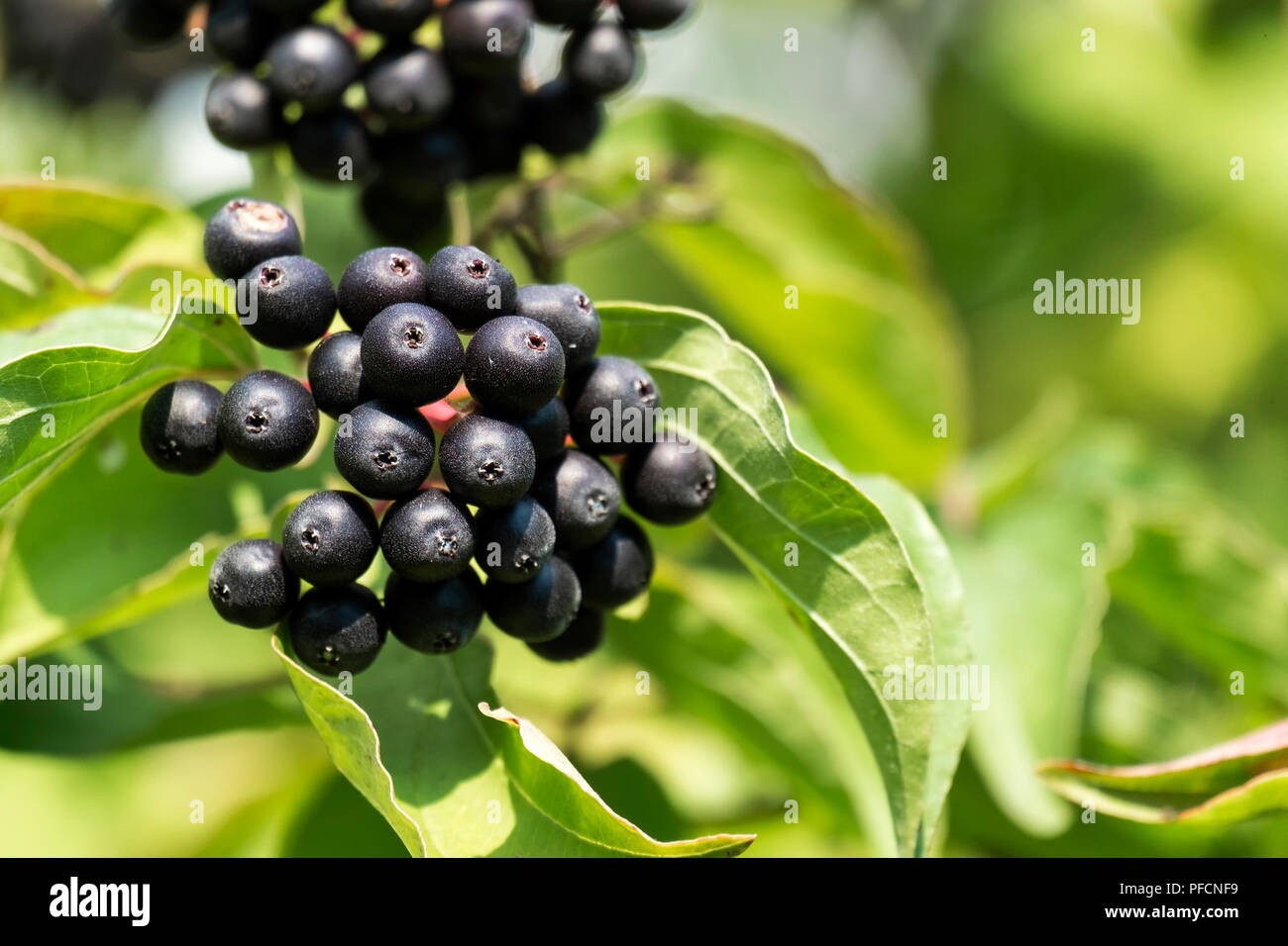 Schwarze Beeren der gemeinsamen Hartriegel (Cornus Sanguinea) Stockfoto