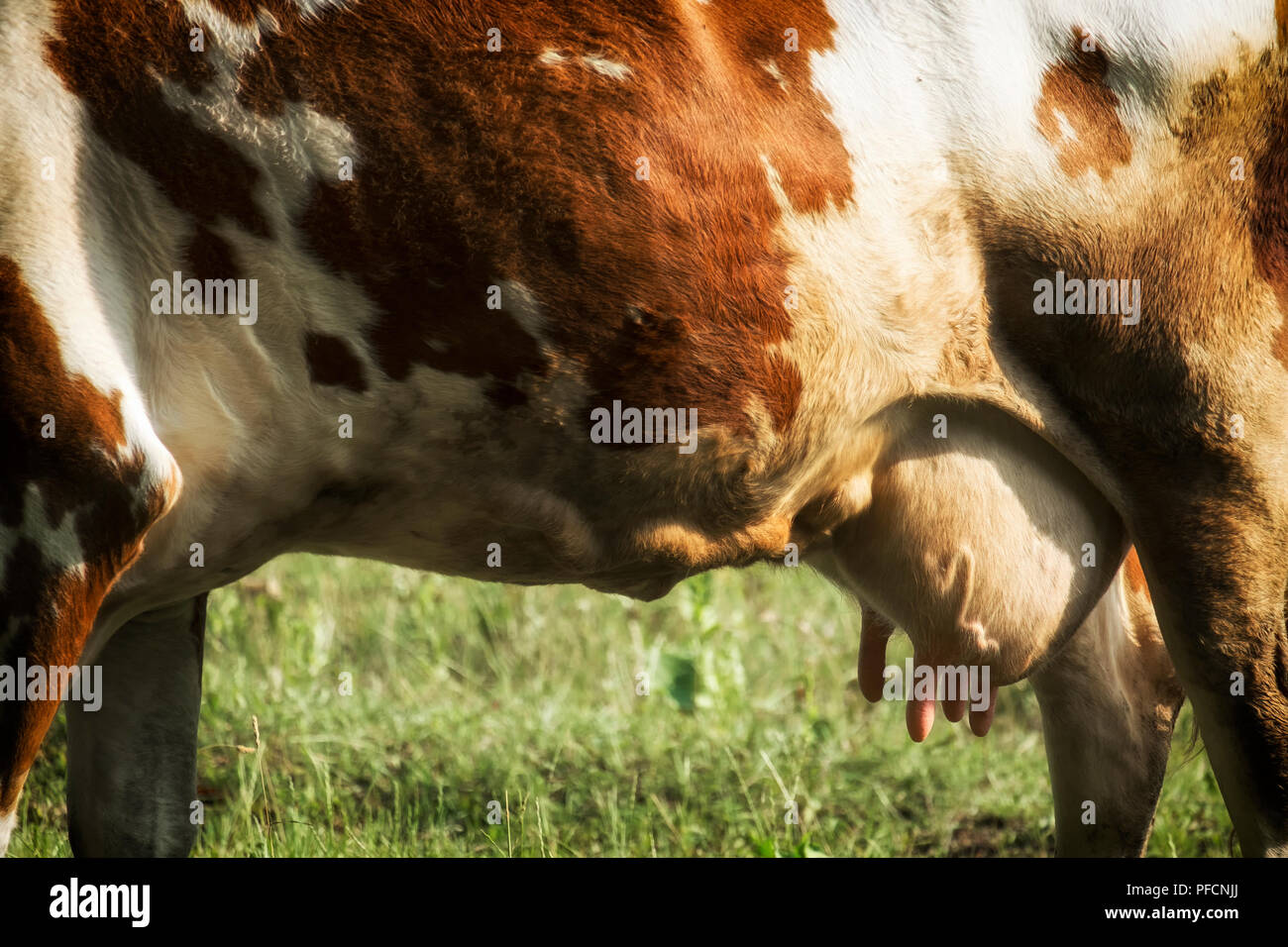 Euter der Milchkuh Stockfoto