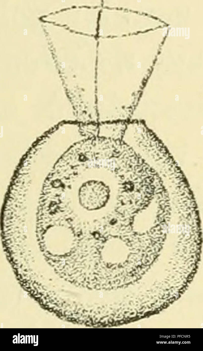 Dieses Bild zeigt die Craspedomonaden-Organismen, die sich auf ihr Vakuolverhalten während zellulärer Prozesse konzentrieren. Die Studie beobachtet Veränderungen in der Größe der Vakuolen während der Teilung, wobei ein besonderer Schwerpunkt auf dem Rhythmus der Funktion der Vakuole nach der Teilung liegt. Diese Forschung trägt zum Verständnis der Rolle von Vakuolen in der Zellbiologie bei. Stockfoto