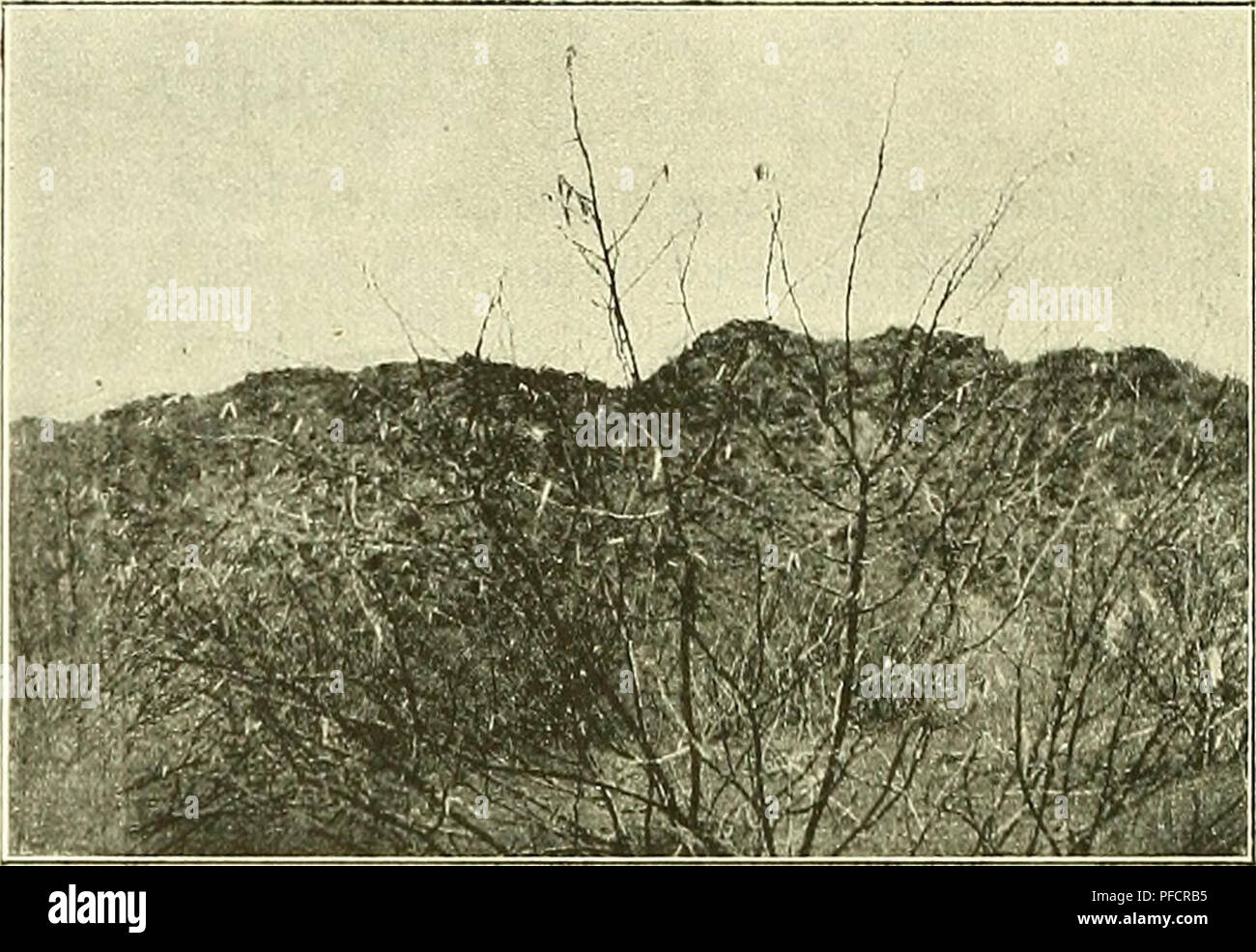 . - Denkschriften der Österreichischen Akademie, Christian. 436 H. Rebel n. H. Zerny, bei El Obeid (14. März) in Akazie Verek wurden zahlreiche Säcke der Kunst gesammelt (Leg. 0. V. Wettstein), welche im Juni eine Anzahl Falter ergaben. Die Säcke sind lokal sehr häufig und leicht zu finden. Weitere Säcke liegen beispielsweise noch von Sennar (19. bis 24. Februar), Nubbaka (17. März), Dilling und Gulfan (20. bis 24. März) vor. Abb. 3. Mit akazienbusch Säcl "Zehn von Aiichmophila hordofensis Rbl., aufgenommen von F. Werner in dei - Veranstaltungen des Gebel Araschliol, N. 0. Kordofan, April 1905. Cossic Stockfoto