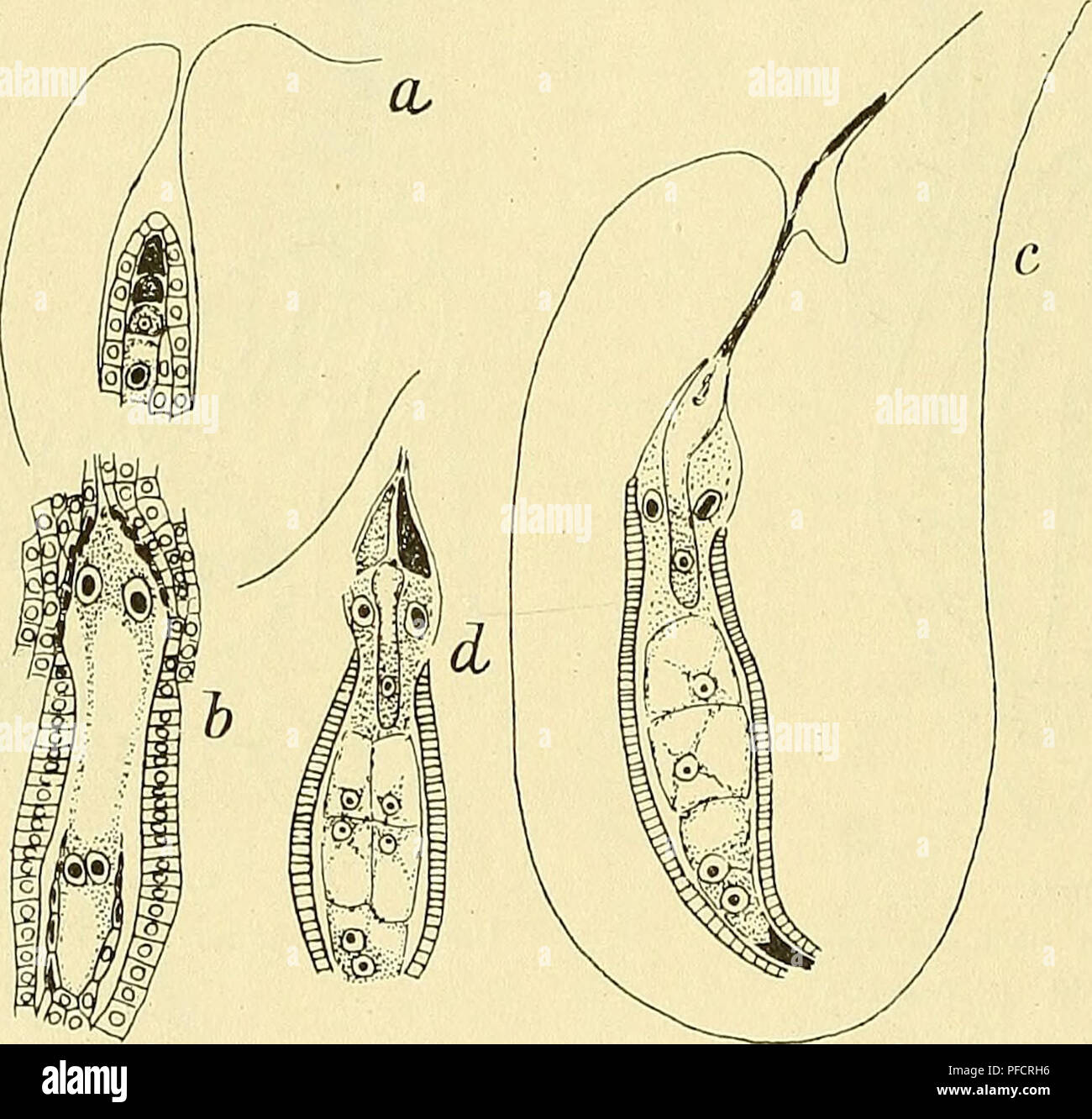 . Denkschriften - Ãsterreichische Akademie, Christian. 224 - Dr. K. Scli luirf, 4. Satureja. Von of this Gattung Vurden von mir zwei Arten untersucht, nÃ¤mlich Sahircja vulgaris (L.) P'Ritsch und Satureja acinos (L.) Scheele. This Nummern-oper Arten werdener Available in zwei verschiedene Gattungen und Clinopodinin Calamintha eingereiht. Wegen ihres in der Samenbildung vÃ¶llig Ã¼ber-Einstimmenden Verhaltens kÃ¶nnen sie aber ohne weiteres gemeinsam besprochen werden. Sterben in der Literatur sich findenden Angaben Sindh Cà ¤ uÃerst SPÖ¤rlich. Nur Tulasne (56) unterstützt dabei, zus. Angaben und Abbildungen Ã¼ber, Stockfoto