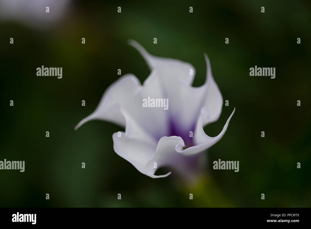 Datura stramonium, auch als jimsonweed oder des Teufels Strick bekannt, eine halluzinogene Blume aus der Familie der Nachtschattengewächse. Stockfoto