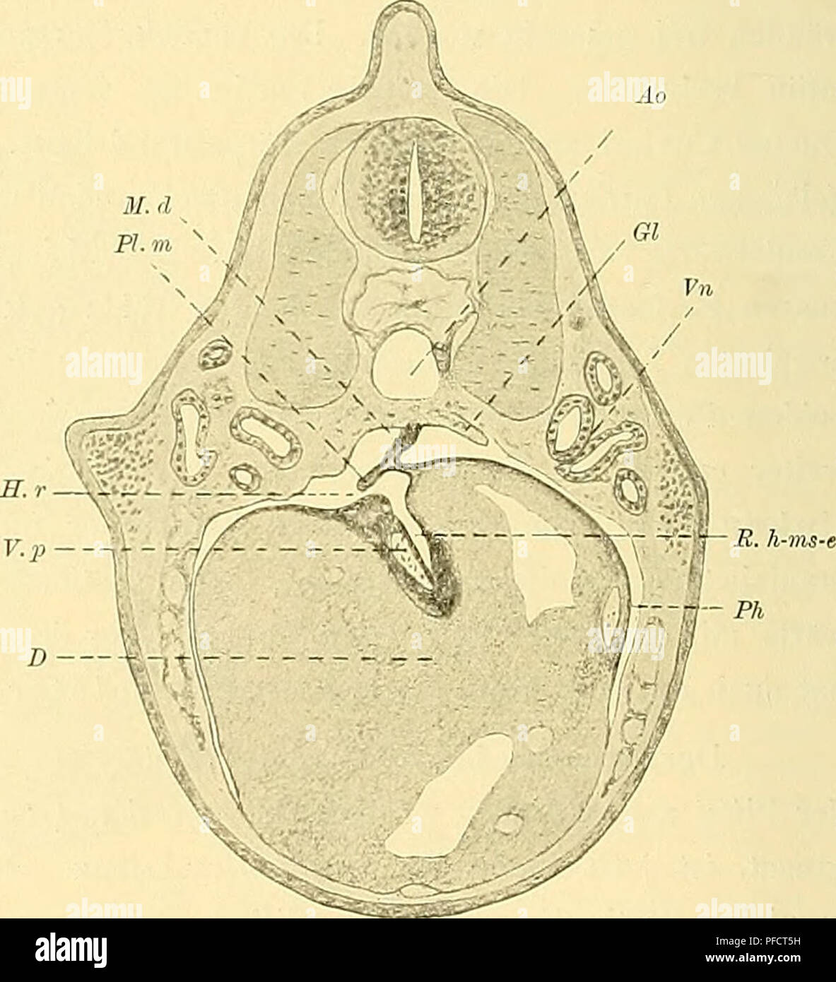 Diese Abbildung zeigt Querschnitte von Ceratodus forsteri-Embryonen in verschiedenen Entwicklungsstadien, wobei der Schwerpunkt auf der Bildung von Herz, Leber und Lunge liegt. Es gibt Einblicke in den evolutionären Verlauf des Kreislaufsystems und der Atmungssysteme. Stockfoto