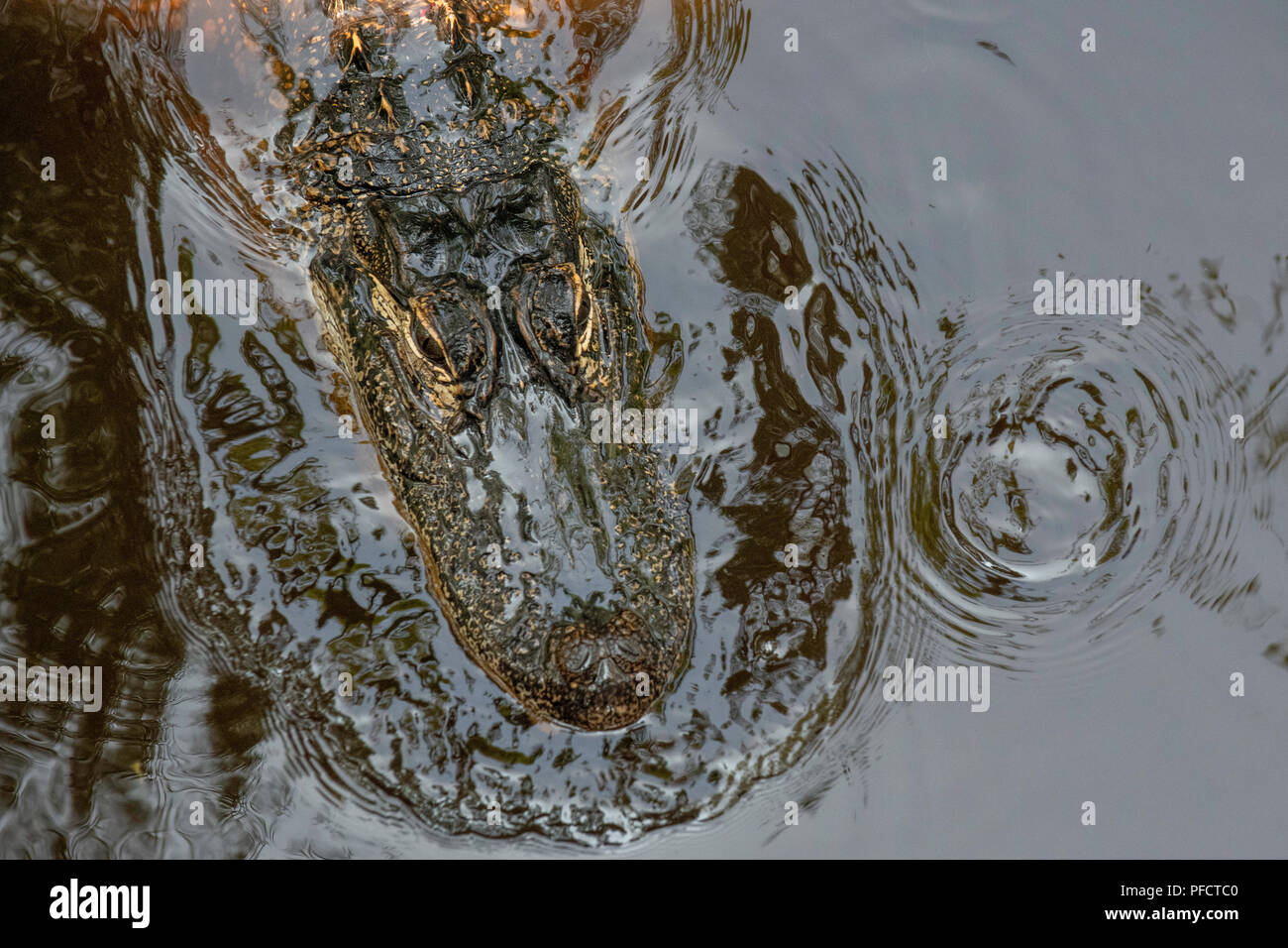 American alligator Fütterung in einem Nord-carolina Sumpf - shalotte - in der Nähe von South Carolina Stockfoto