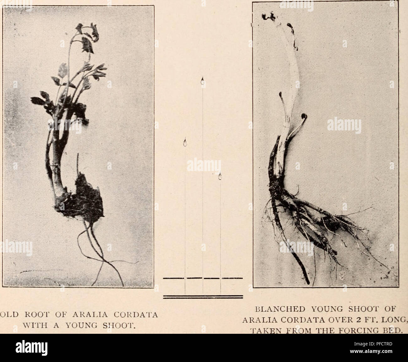 . Beschreibender Katalog der Blüte, dekorative Bäume, Sträucher, Zwiebeln, Kräuter, Kletterer, Obstbäume, &Amp; C., &Amp;, & Amp; c. / Für Verkauf durch die Yokohama Baumschule Co., begrenzt. Baumschule Katalog. Junge Wurzel SCHNEIDEN VON ARALIA CORPATA WITIl neue HUSCH 'ICH',. Bitte beachten Sie, dass diese Bilder sind von der gescannten Seite Bilder, die digital für die Lesbarkeit verbessert haben mögen - Färbung und Aussehen dieser Abbildungen können nicht perfekt dem Original ähneln. extrahiert. Yokohama Ueki Kabushiki Kaisha.; Yokohama Ueki Kabushiki Kaisha. Yokohama Baumschule Co. Stockfoto