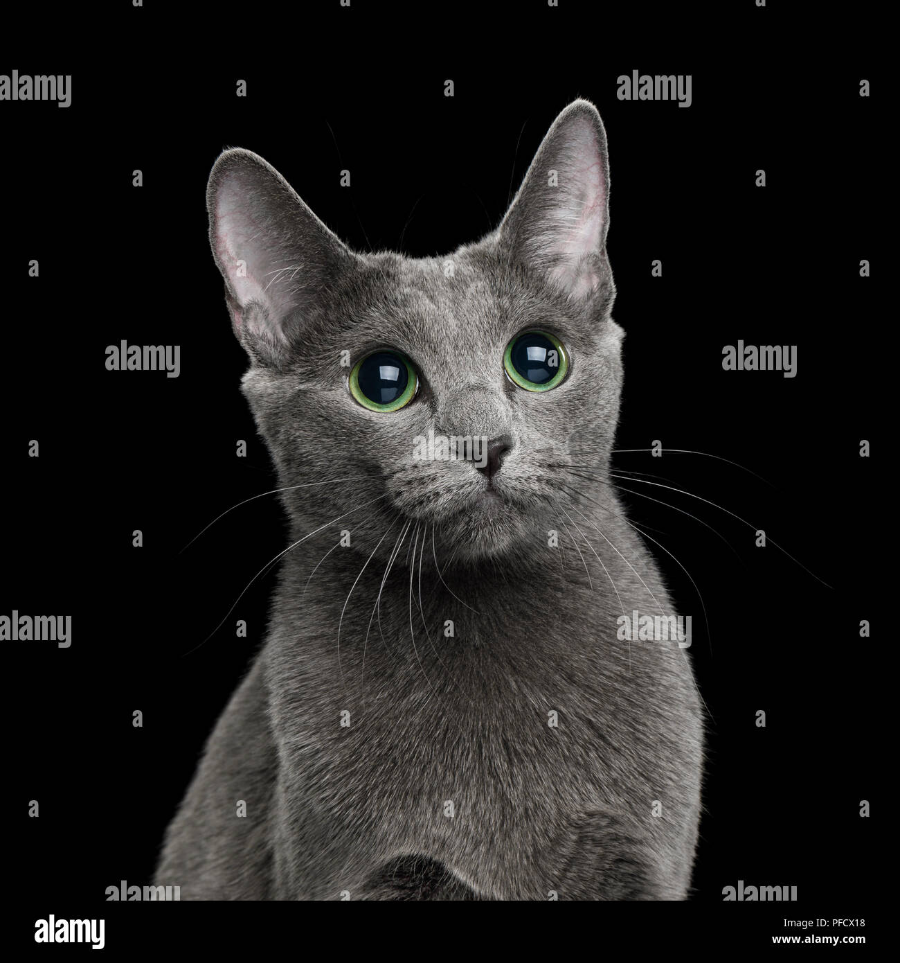 Katze Auf Russisch Katze Auf Russisch