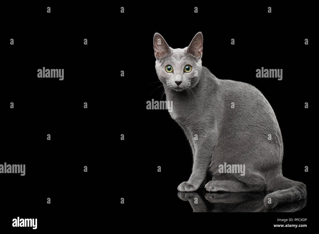 Russisch Blau Katze mit grünen Augen und Grau Silber Fell saßen und in der Kamera auf isolierten schwarzen Hintergrund mit Reflektion Stockfoto