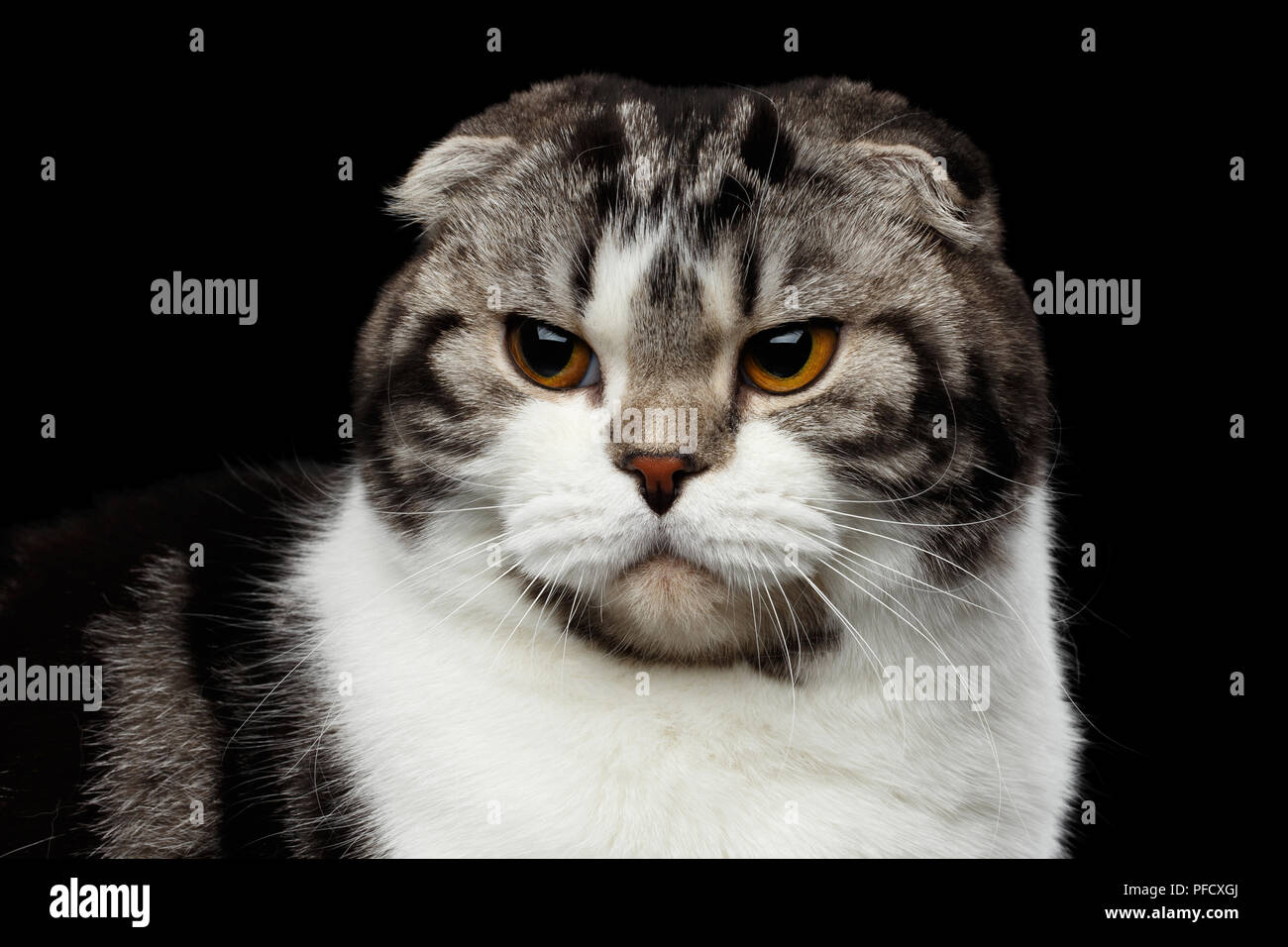 Close-up Portrait von grumpy Katze von Scottish Fold Rasse auf isolierten  schwarzen Hintergrund, kleine Ohren und runder Kopf Stockfotografie - Alamy