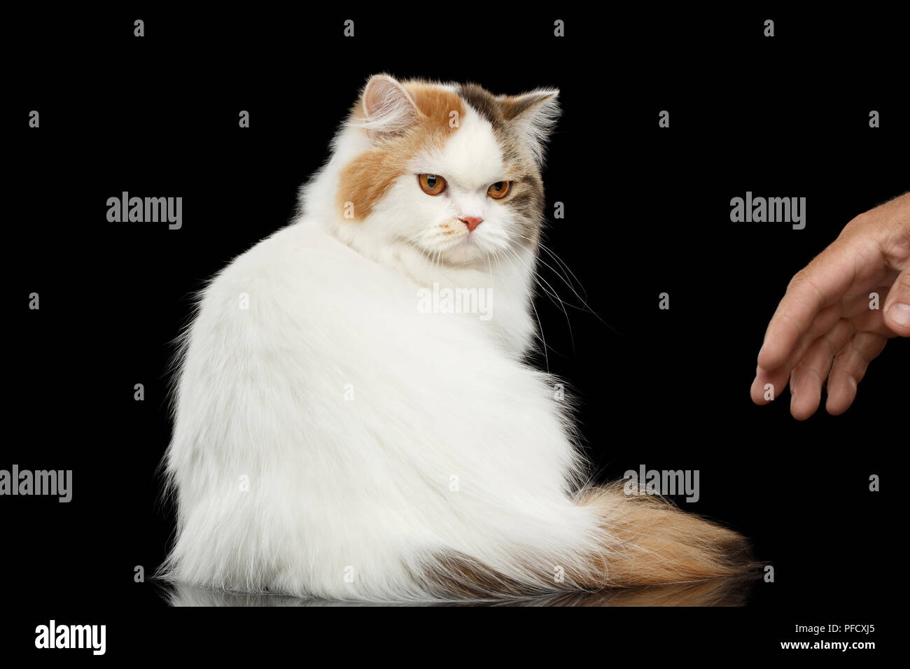Mad Scottish Highland gerades Cat, Weiß mit roten Farbe des Fell, Sitzen und wütende Blicke auf die menschliche Hand, isoliert, schwarzer Hintergrund, Blick nach hinten, Grumpy F Stockfoto