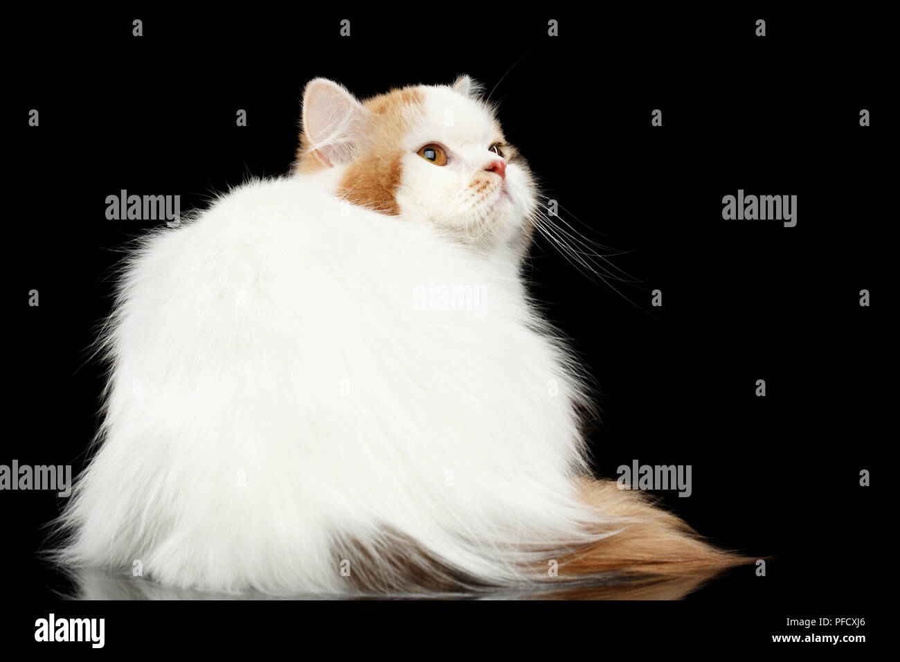 Mad Scottish Highland gerades Cat, Weiß mit roten Farbe des Fell, Sitzen und wütend bis Suchen, Isolierte schwarze Hintergrund, Blick nach hinten, mürrischen Gesicht Stockfoto