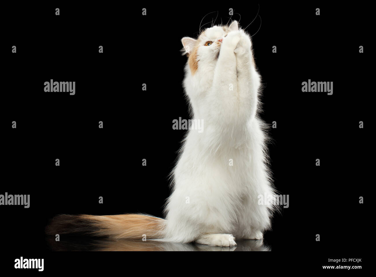 Beten Scottish Highland gerades Cat, Weiß mit roten Farbe des Fell, der Fang und die Pfoten, Jagd, Isolierte schwarze Hintergrund Stockfoto