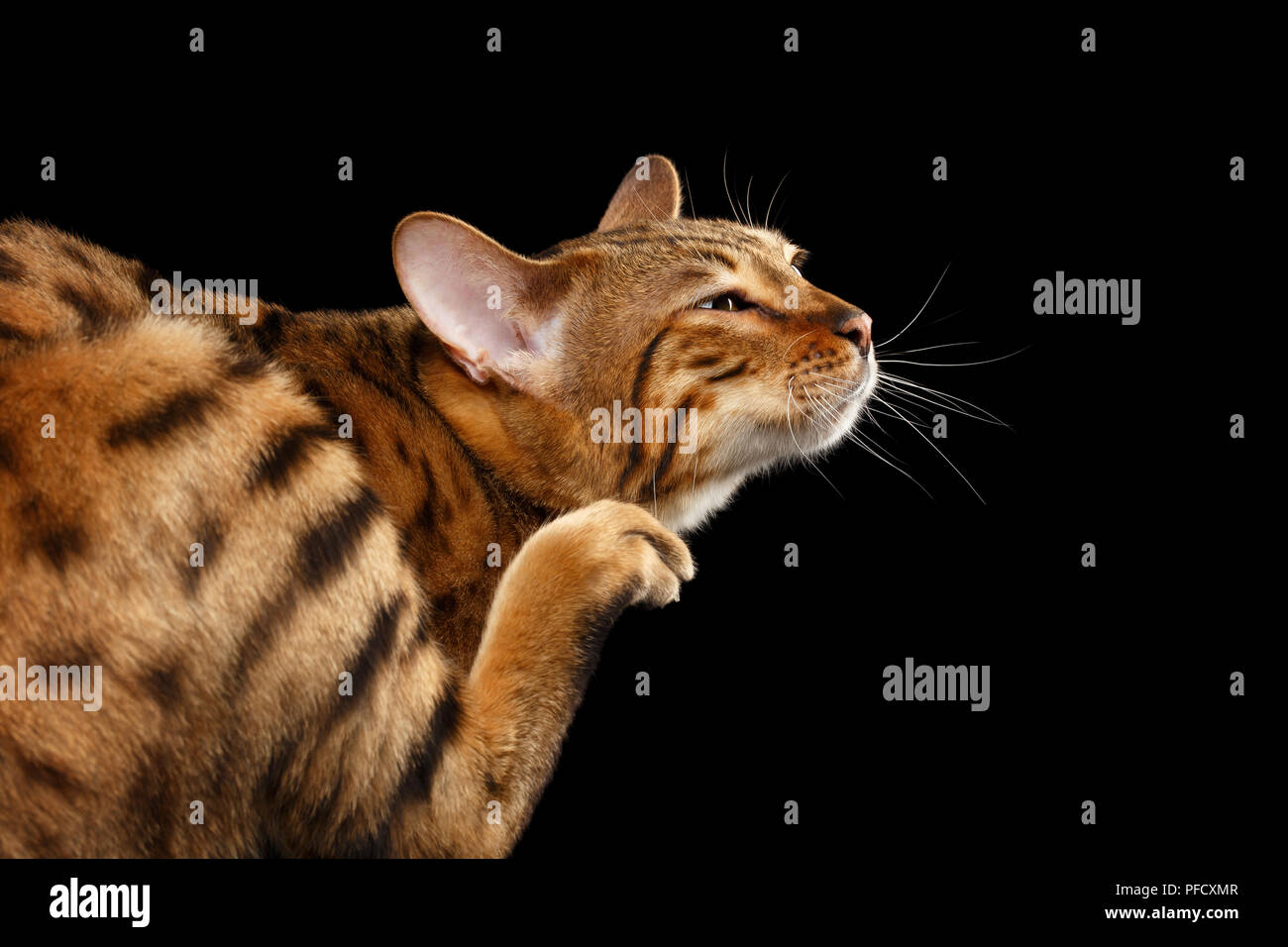 Closeup lustig Bengal Cat scratching sein Gesicht, die Pfote mit Krallen auf isolierten schwarzen Hintergrund, Blick nach hinten, glückliches Gesicht der Lust Stockfoto