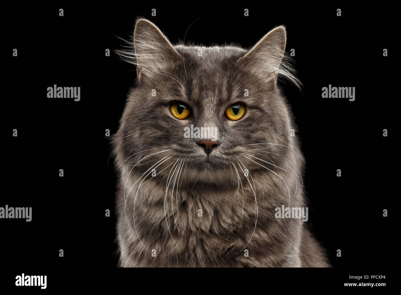 Closeup Portrait von niedlichen Kurilian Bobtail Cat mit gelben Augen neugierig in die Kamera schaut, Isolierte schwarze Hintergrund, Vorderansicht, Funny Cat Face, Adora Stockfoto