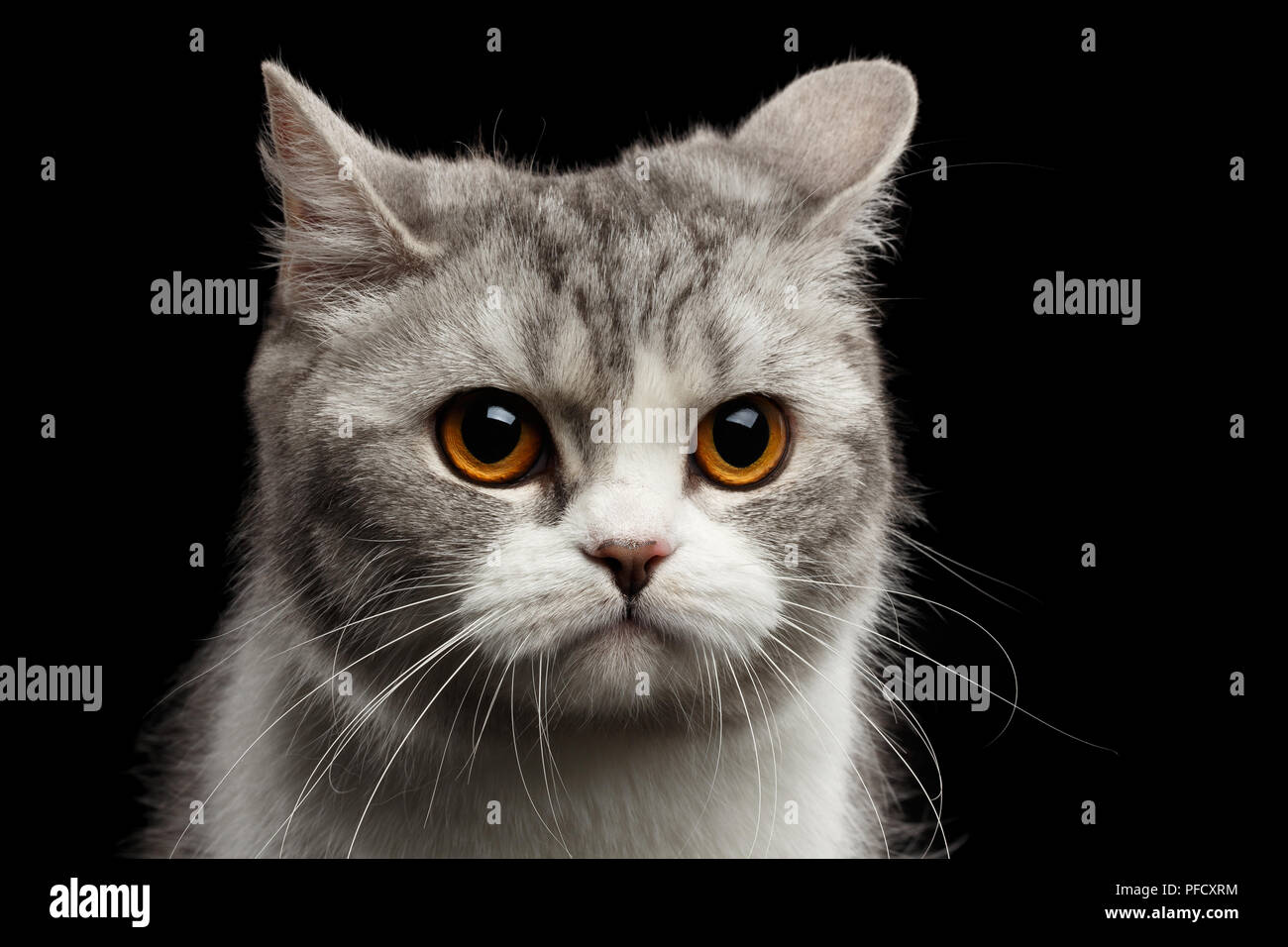 Closeup Portrait von Grauen Scottish Straight Katze schaut Geschmerzt isoliert auf schwarzem Hintergrund Stockfoto