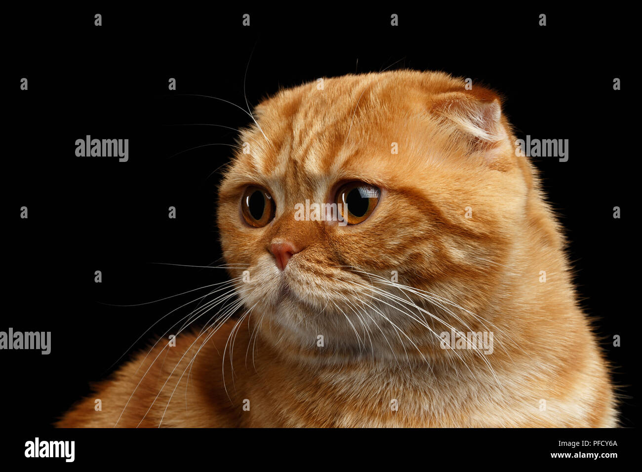 Closeup Ingwer Scottish Fold Katze zurück schauen auf schwarzem Hintergrund Stockfoto