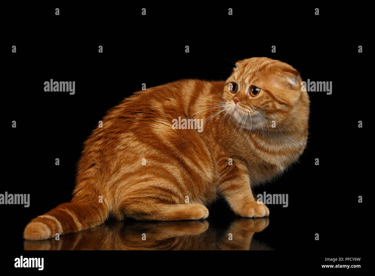 Ingwer Scottish Fold Katze zurück schauen auf schwarzem Hintergrund Stockfoto