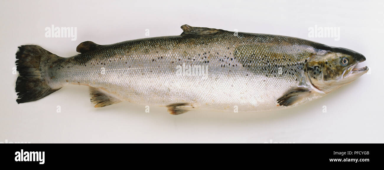 Seitenansicht eines toten Atlantischen Lachs mit kleinen silbernen Graustufen und white Underbelly. Stockfoto