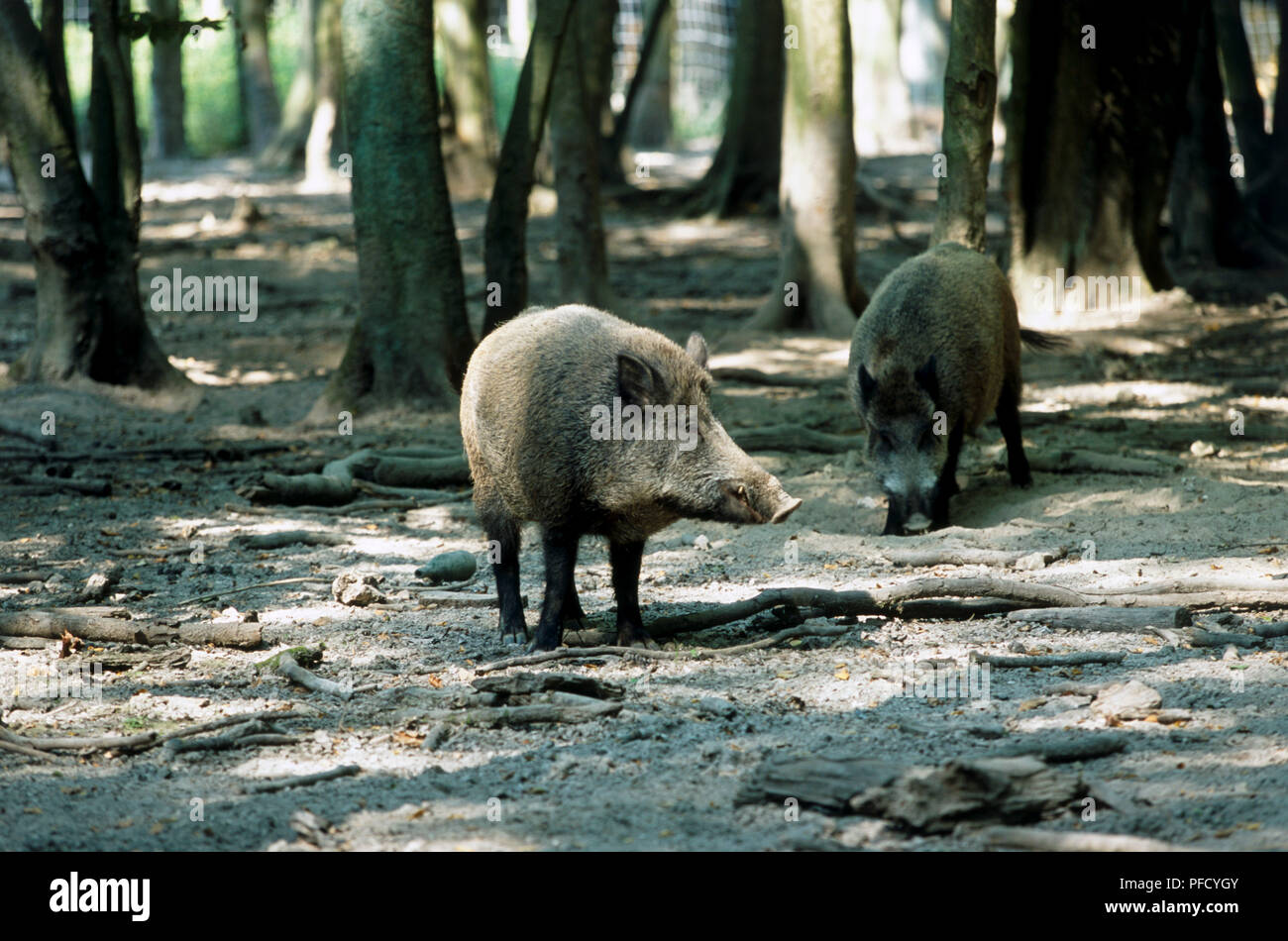 Frankreich, Normandie, Foret de Robert Le Diable, Eurasischen wildes Schwein, Sus scrofa, zwei Wildschweine in bewaldetem Gebiet. Stockfoto