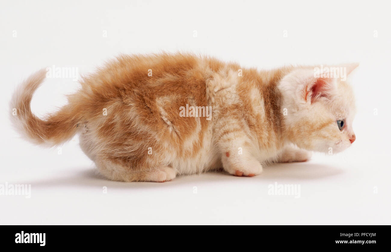 Ginger Kitten mit Tabbyzeichnung, dicke flauschige Fell, geduckt, Vorbereitung zu stürzen, die Ohren nach vorne beugen, vor starren, schwanz Curling, Seitenansicht. Stockfoto