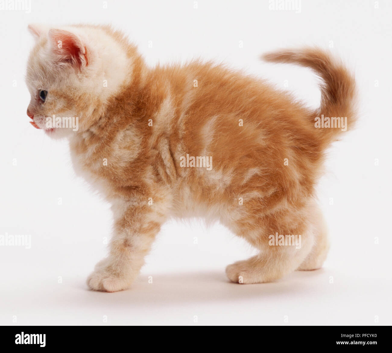 Ginger Kitten mit Tabbyzeichnung, dicke flauschige Fell, stehend, die Ohren nach vorne beugen, Lecken der Lippen, Schwanz dabei über zurück, Seitenansicht. Stockfoto