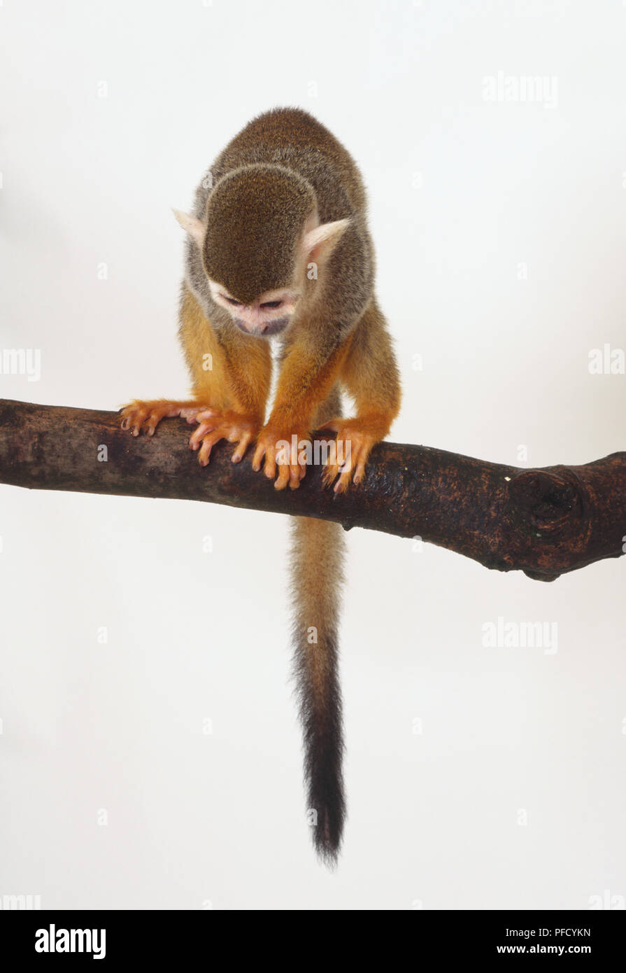 Totenkopfäffchen, Saimiri Arten, brauner Affe, spitzen Ohren, klammerte sich auf Ast, vier toed Füßen ausgebreitet, langen Schwanz hinter hängen, nach unten blickend auf Boden, Vorderansicht. Stockfoto