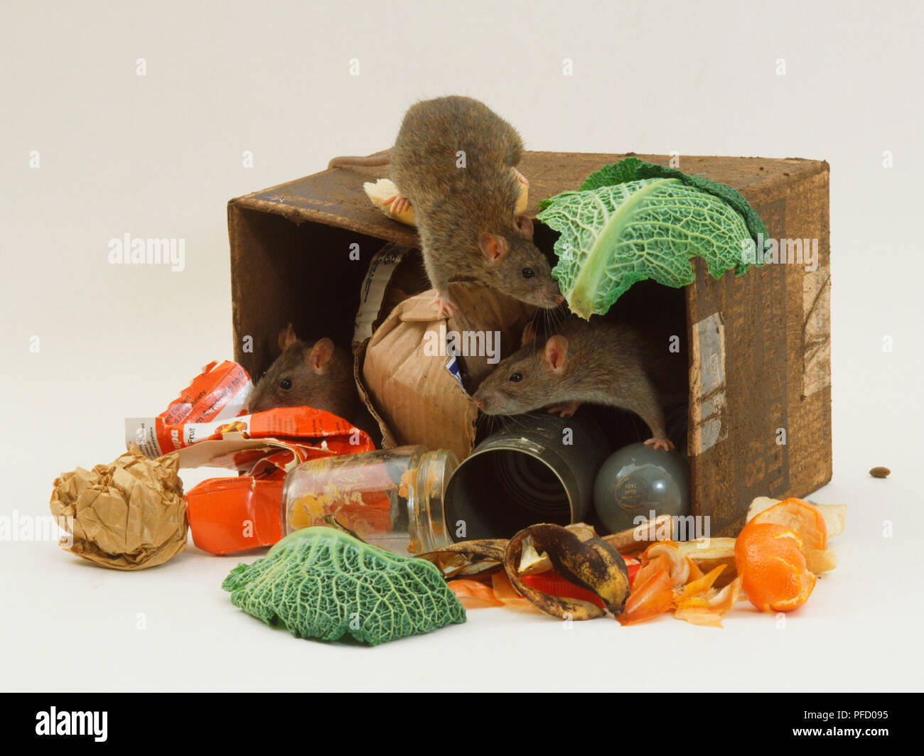 Ratten Stöbern in den Müll gekippt Karton, Ansicht von vorne. Stockfoto