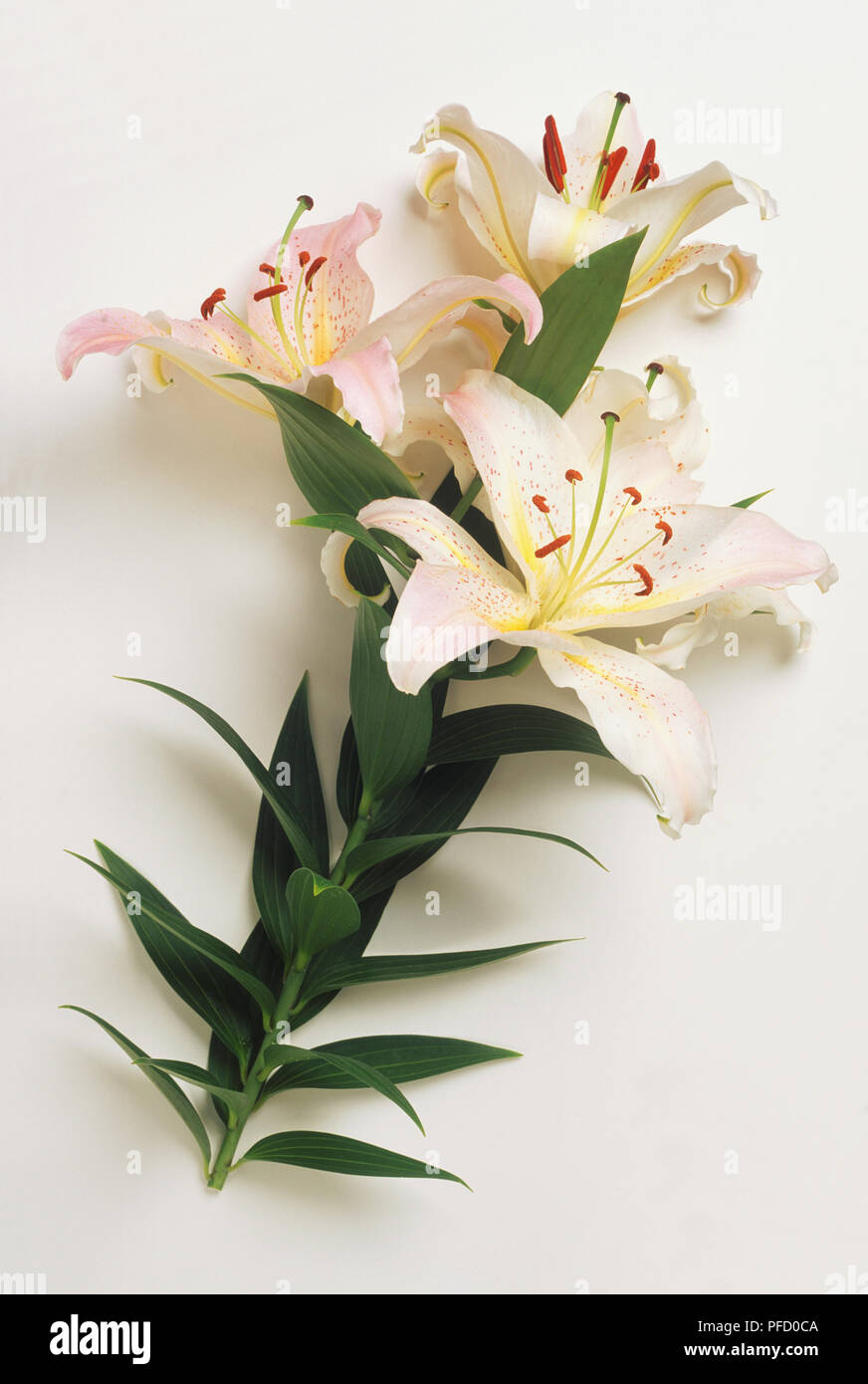 Lilium auratum, blühende Stiel des Golden Lily geröntgt, hautnah. Stockfoto
