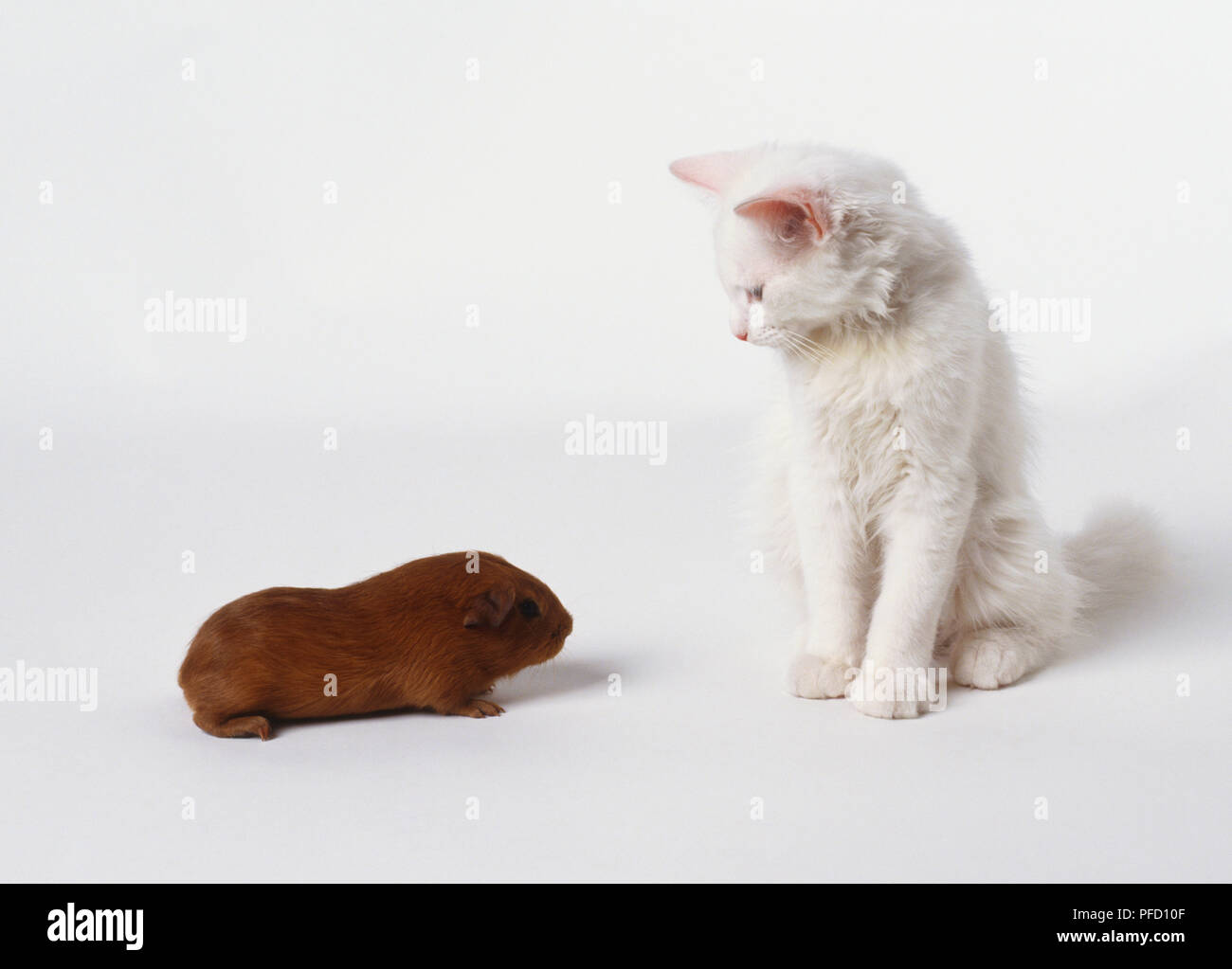 Flauschige weiße Katze, die an der braunen Meerschweinchen Stockfoto