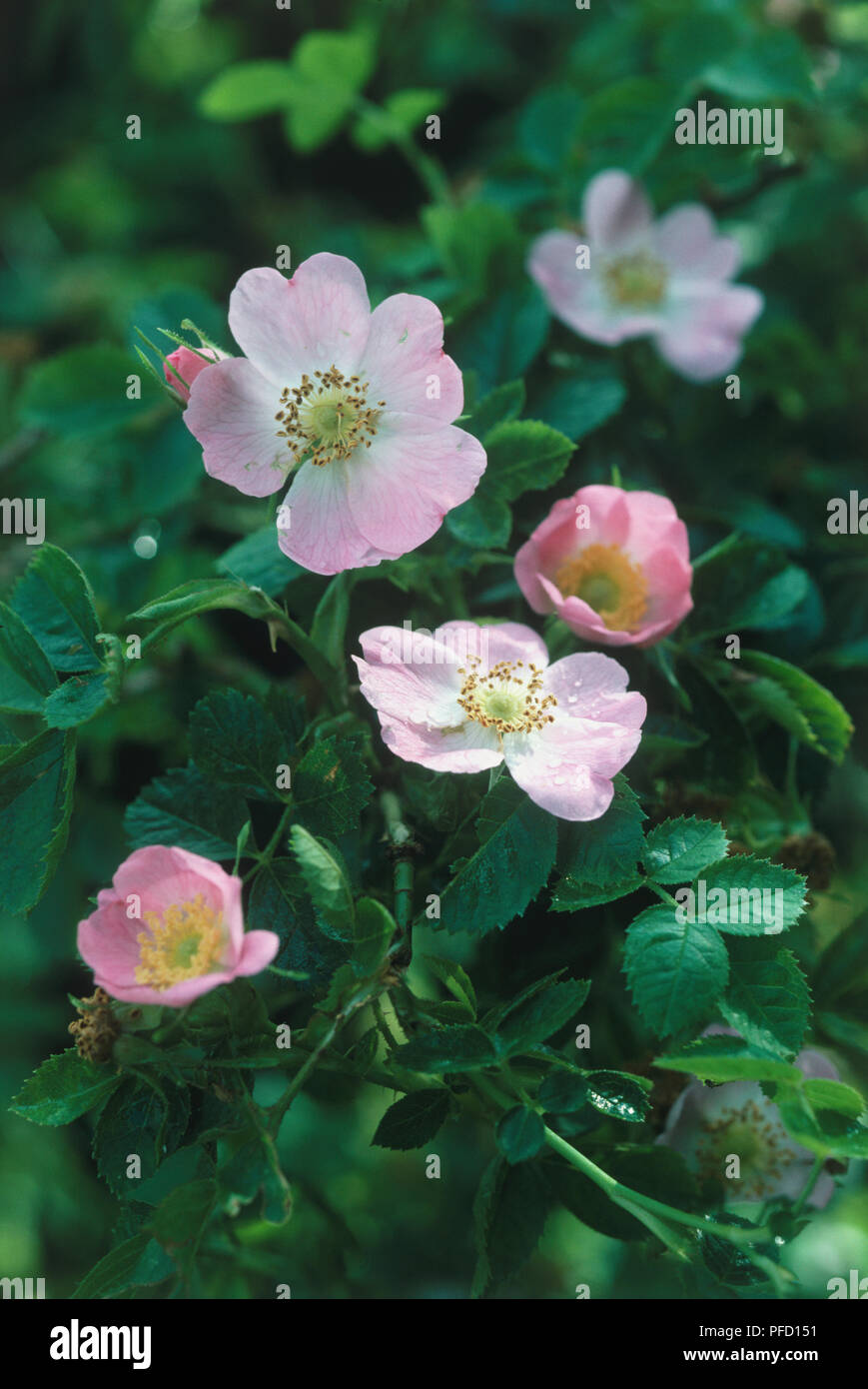 Rosa rubiginosa, Sweet Briar Blumen, hautnah. Stockfoto