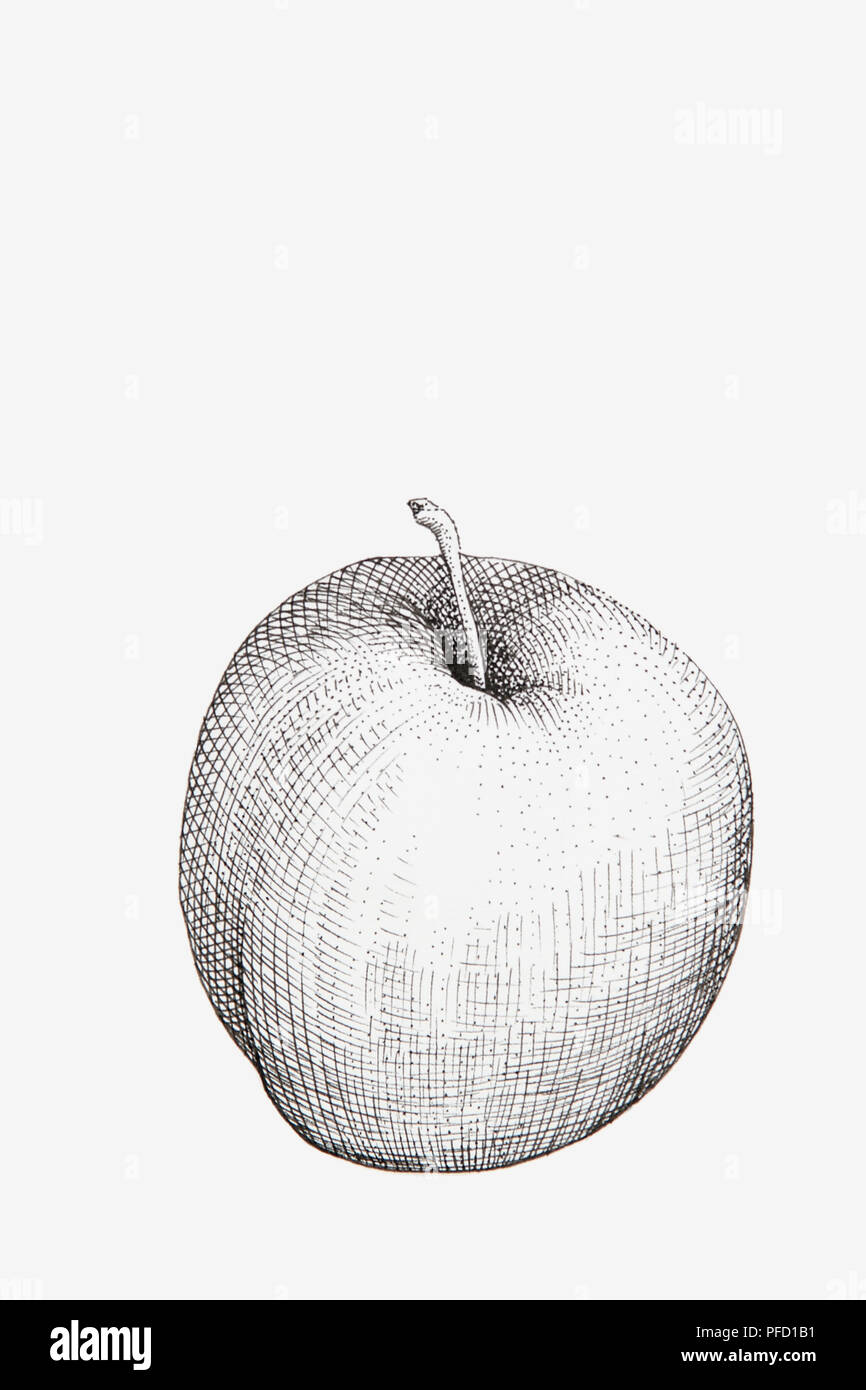 Schwarze und weiße Tinte federzeichnung von Apple Stockfoto