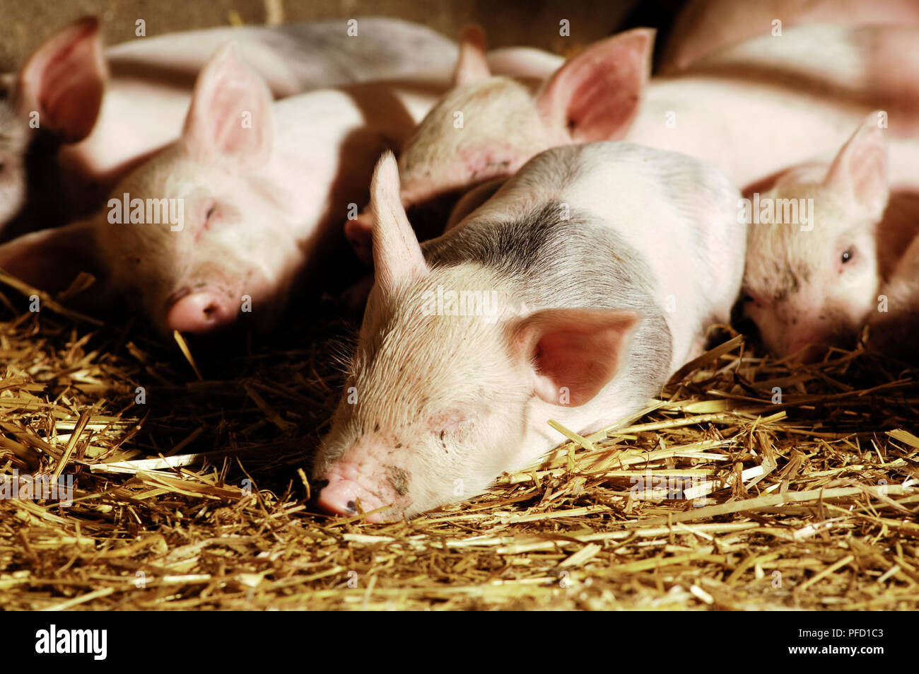 Schlafen Ferkel Stockfoto