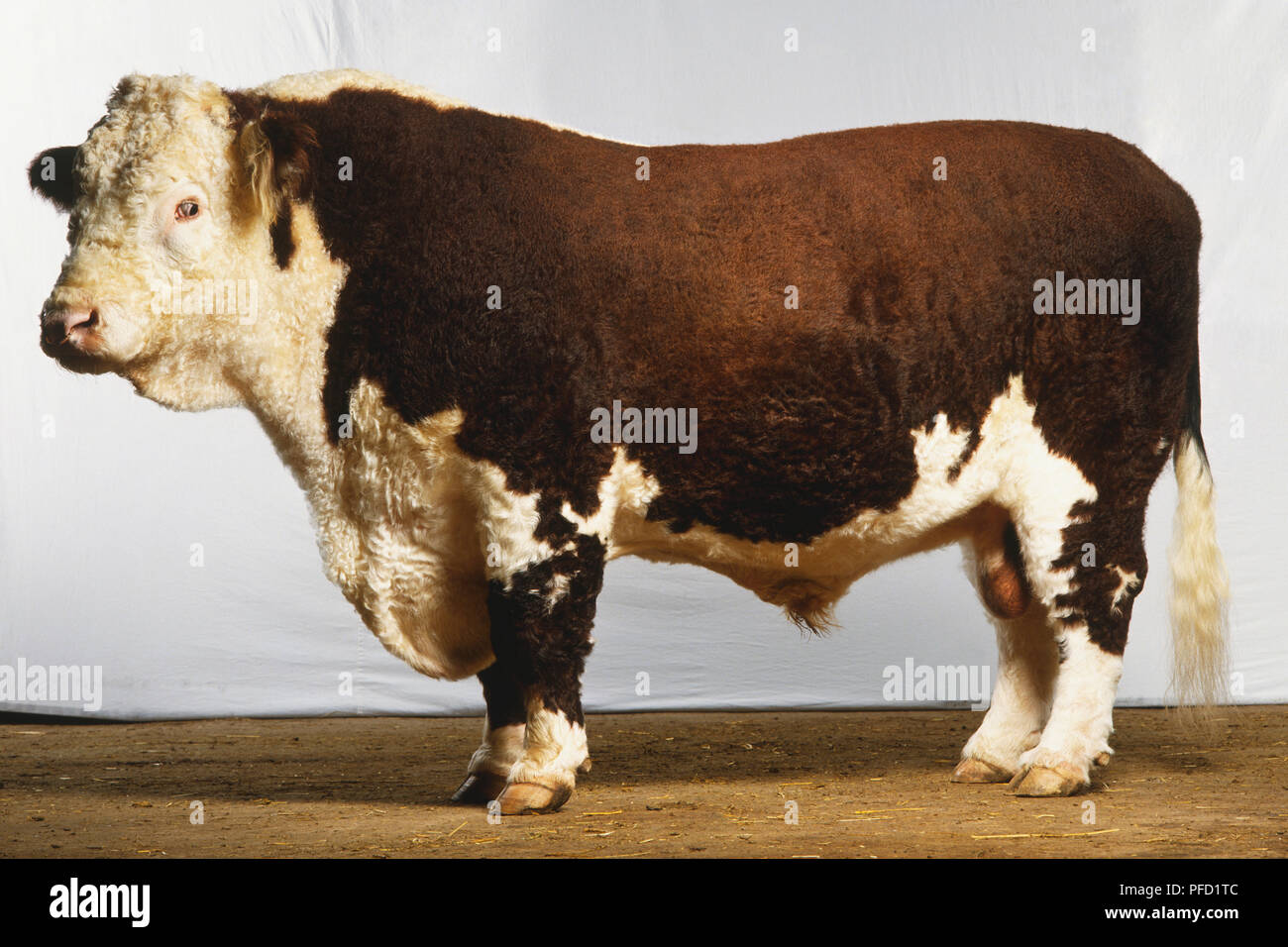 Ein Hereford Bull mit dem markanten roten Mantel mit weißem Gesicht und Markierungen. Stockfoto