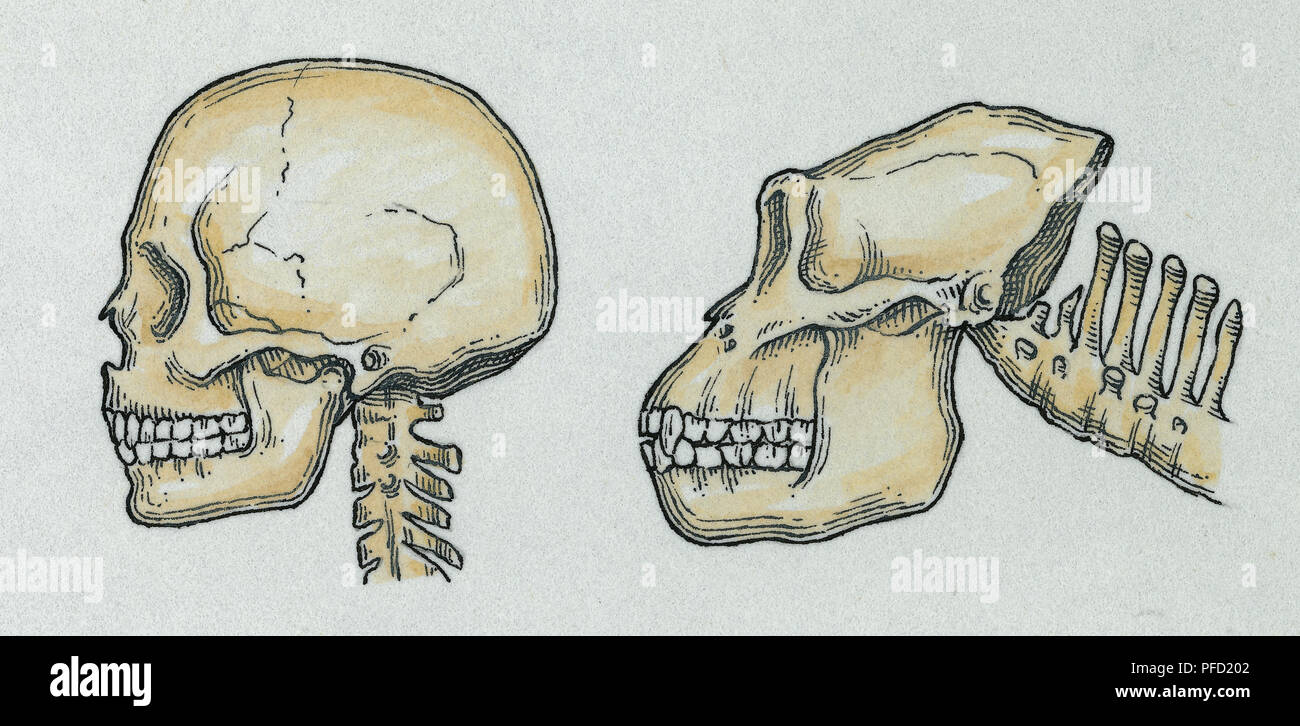 Menschlicher Schädel und Hals im Vergleich mit der Gorilla