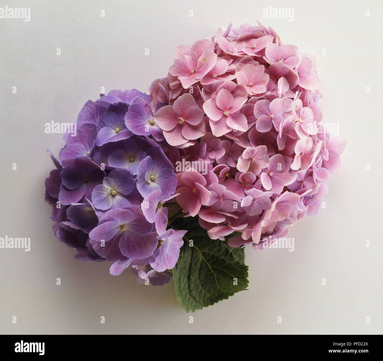 Hydrangea sp., rosa und violett Blütenköpfe, aus der Nähe. Stockfoto