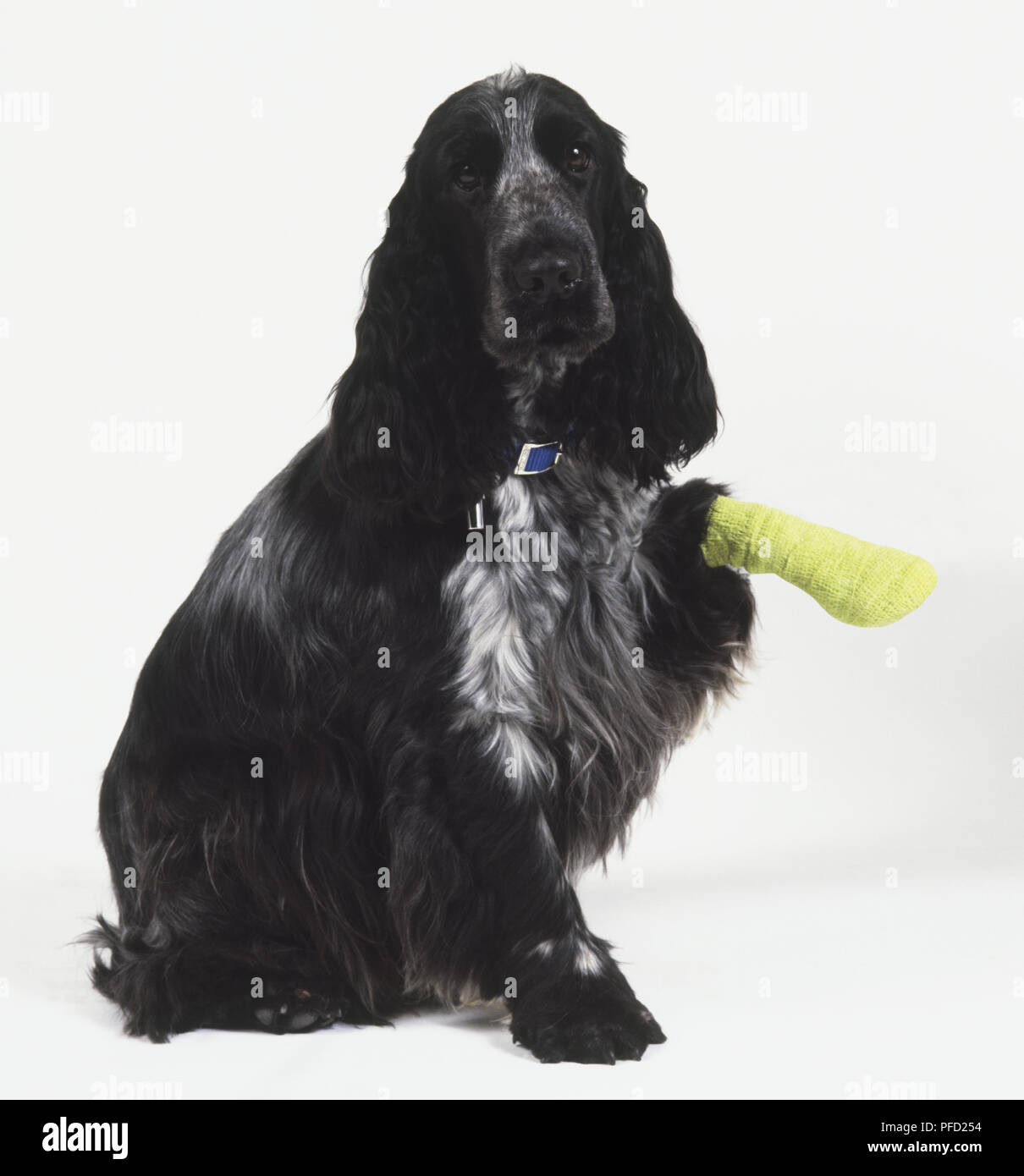 English Cocker Spaniel (Canis familiaris) sitzen und die Steigerung seiner bandagierten Fuß, Vorderansicht Stockfoto